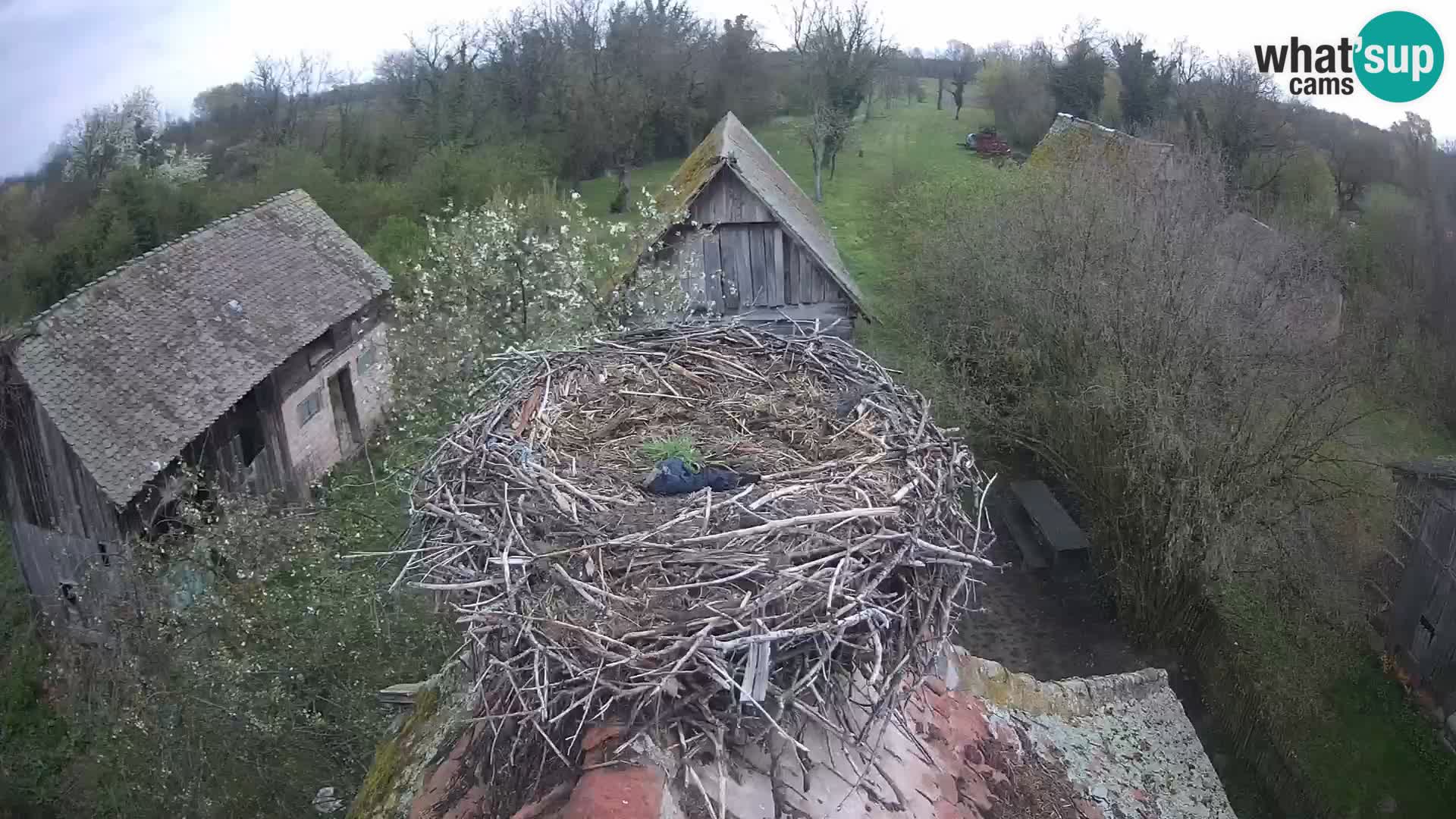 Webcam Europäisches Storchendorf – Naturpark Lonjsko polje
