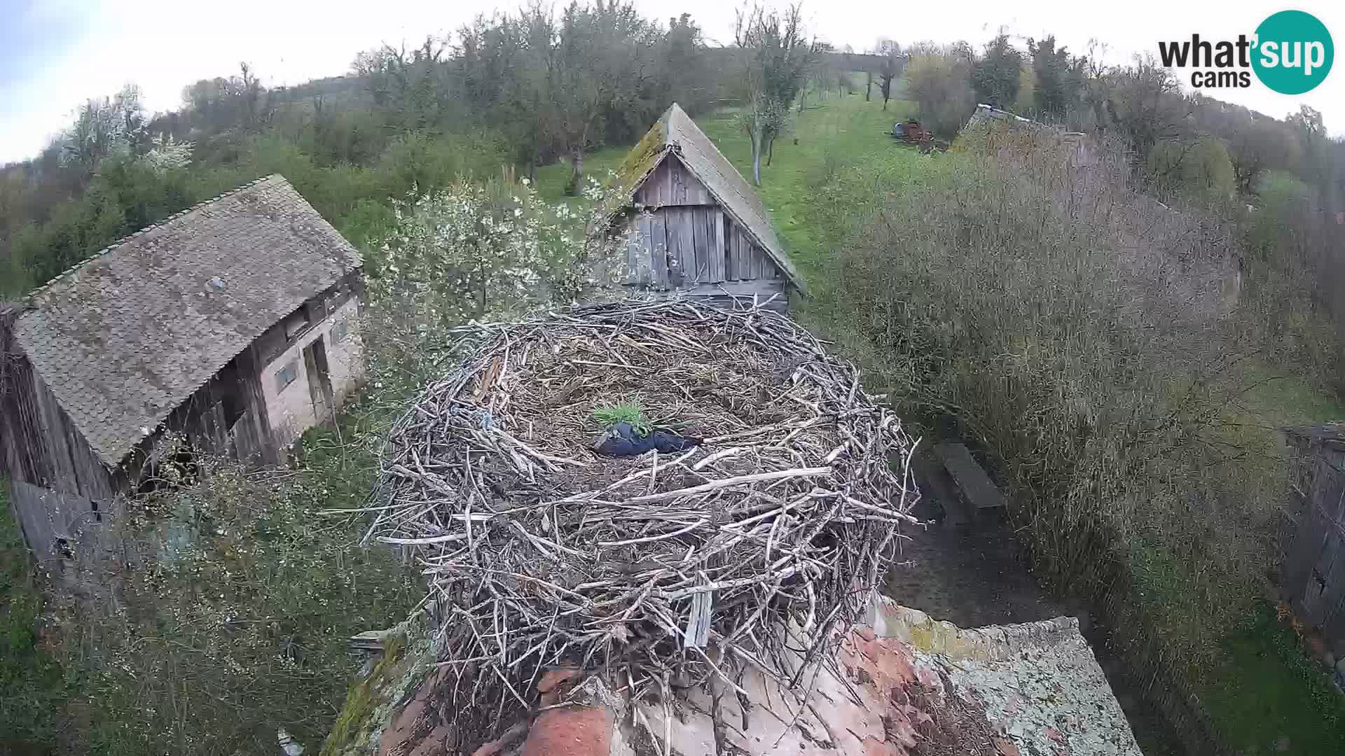 Evropska vas štorklje – Krajinski park Lonjsko polje spletna kamera