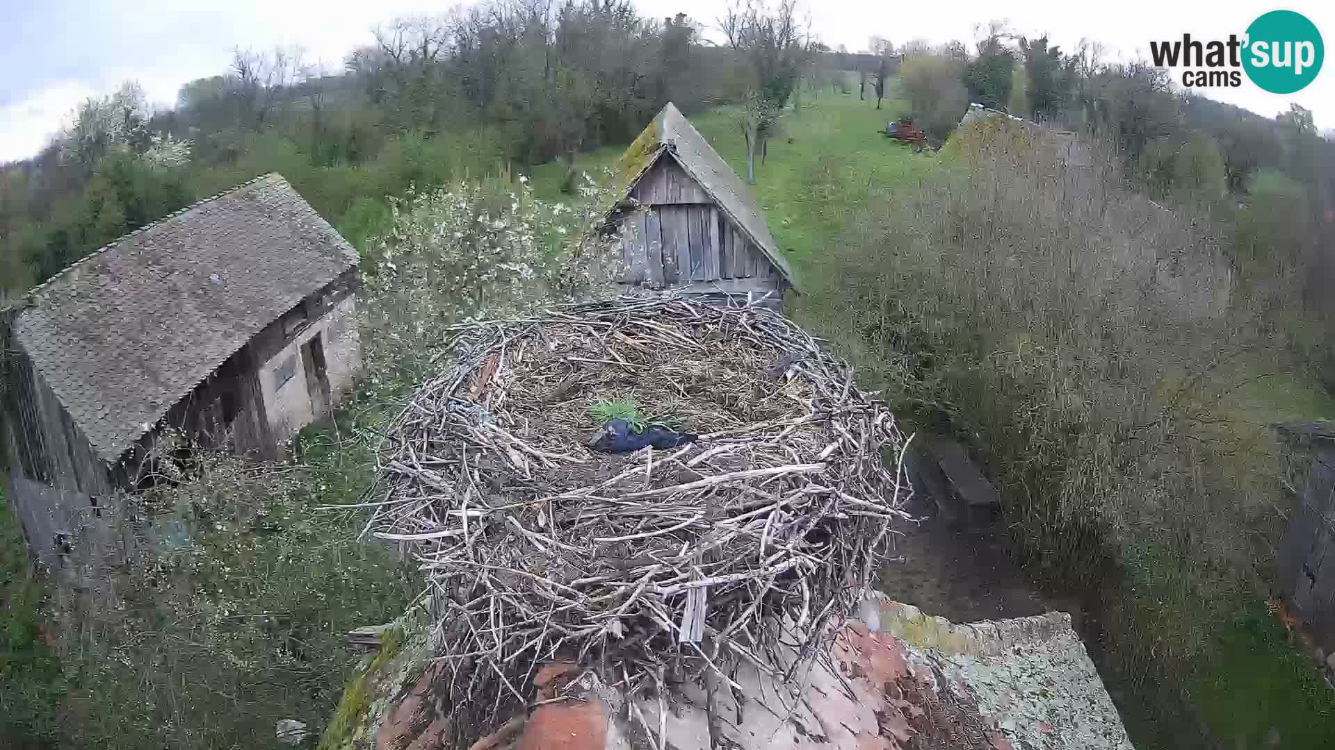 Pueblo europeo de cigüeñas camera en vivo Parque Natural Lonjsko polje