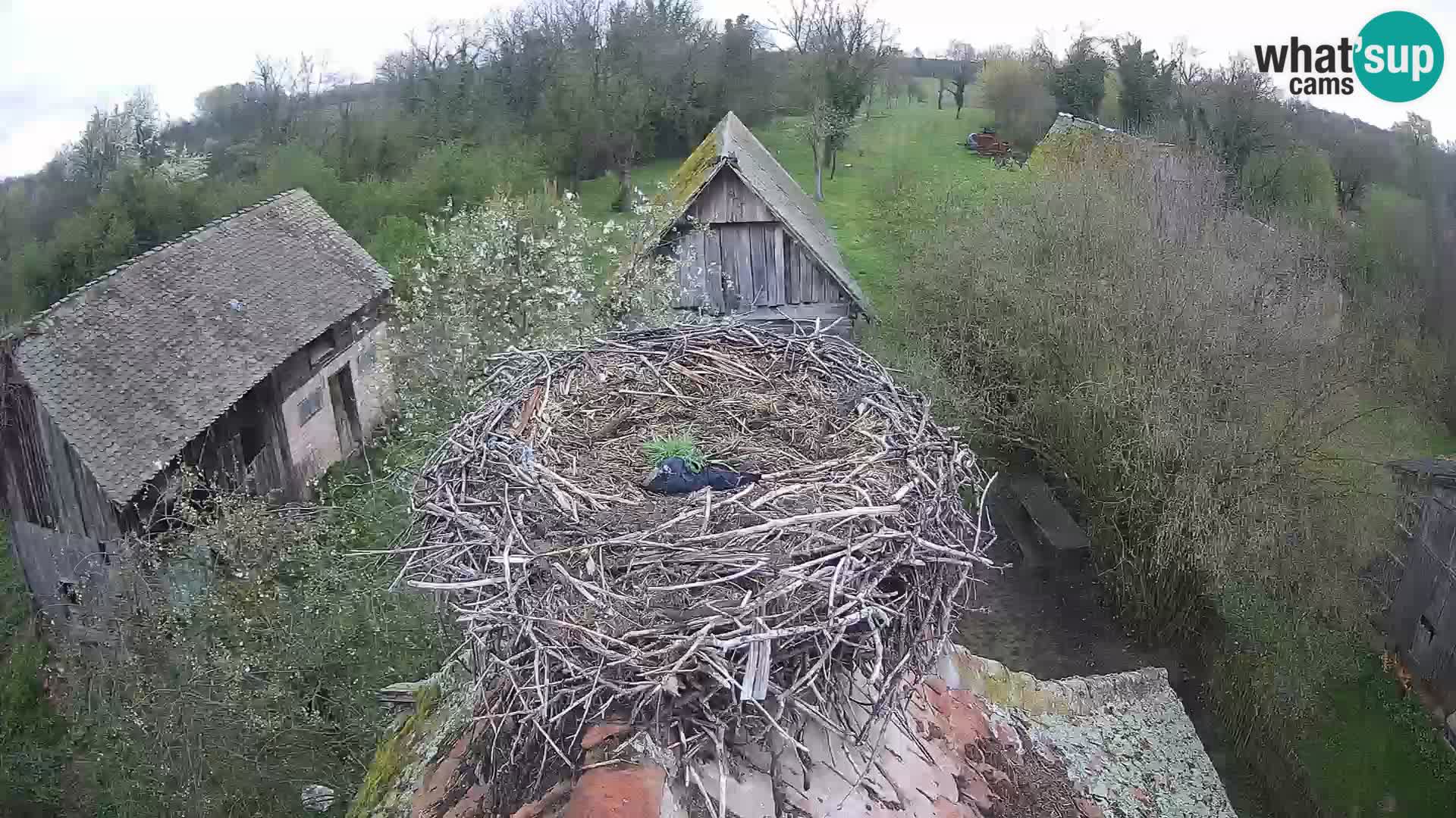 Webcam Europäisches Storchendorf – Naturpark Lonjsko polje