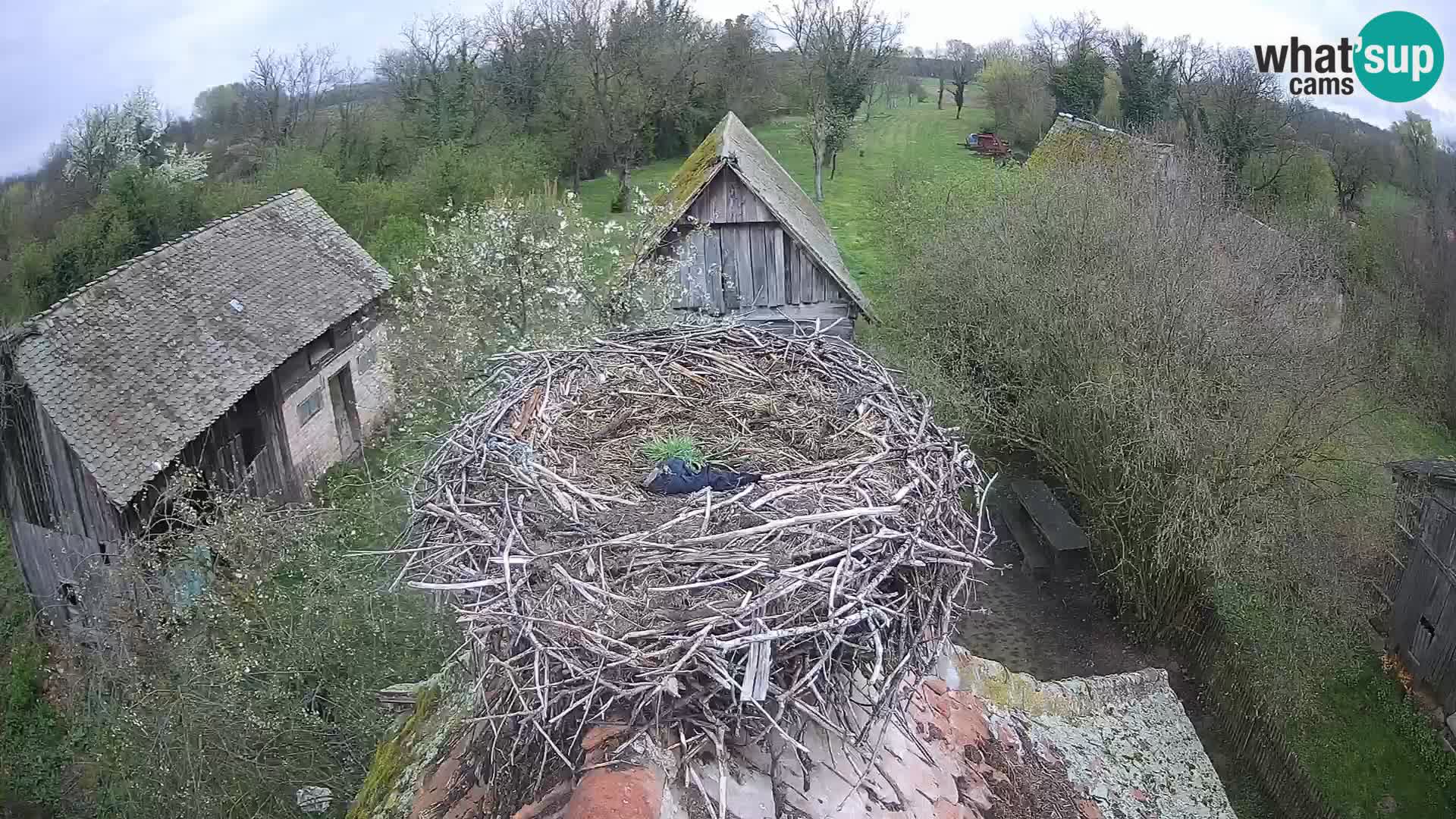 Webcam Europäisches Storchendorf – Naturpark Lonjsko polje