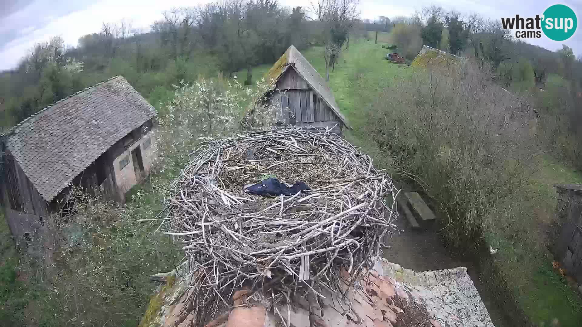 U živo Europsko selo roda – Park prirode Lonjsko polje
