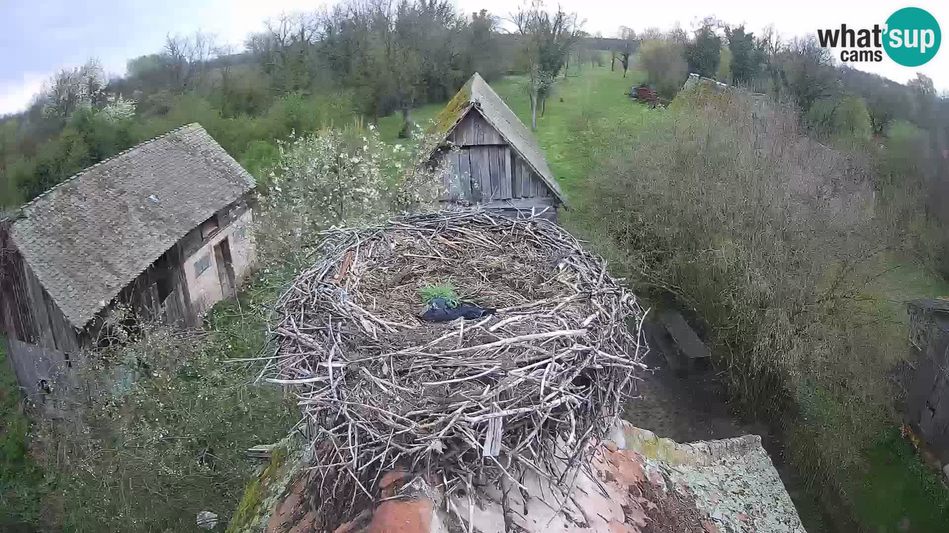 Pueblo europeo de cigüeñas camera en vivo Parque Natural Lonjsko polje