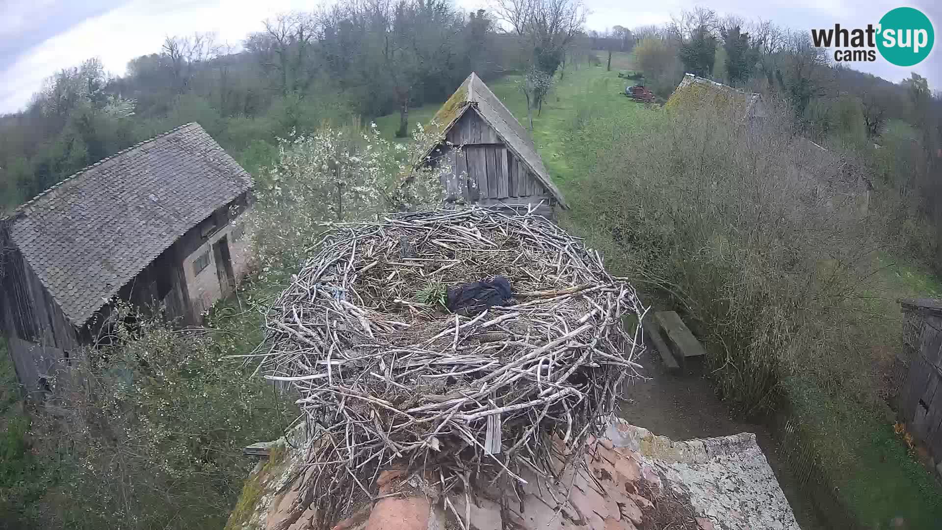 Villaggio delle cicogne europee webcam Parco naturale di Lonjsko polje