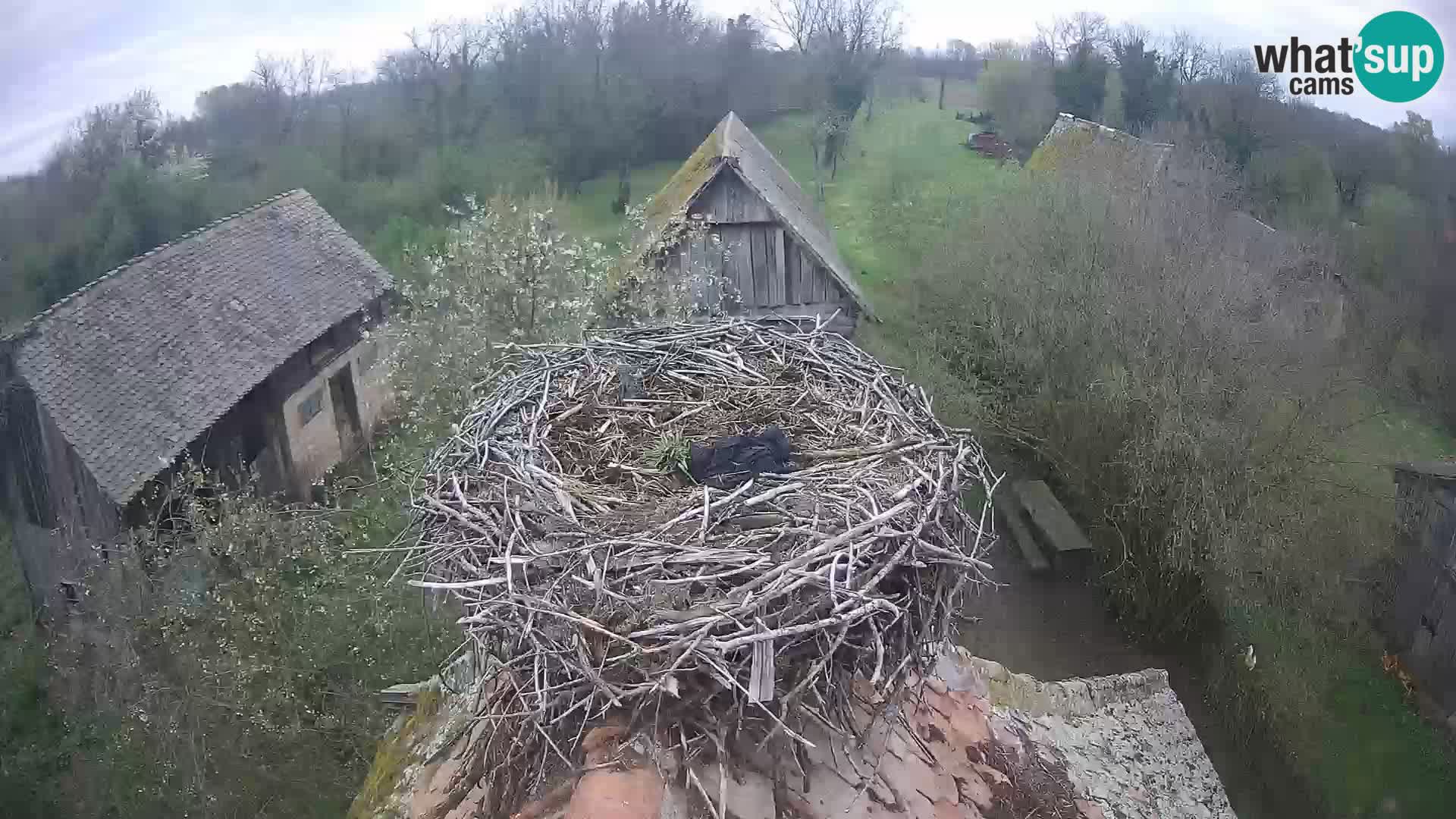 Webcam Europäisches Storchendorf – Naturpark Lonjsko polje