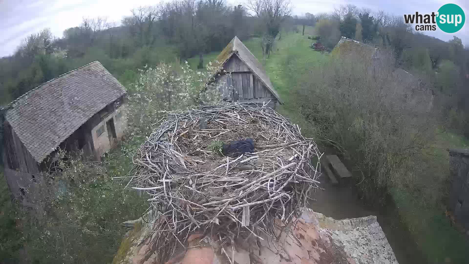 Villaggio delle cicogne europee webcam Parco naturale di Lonjsko polje