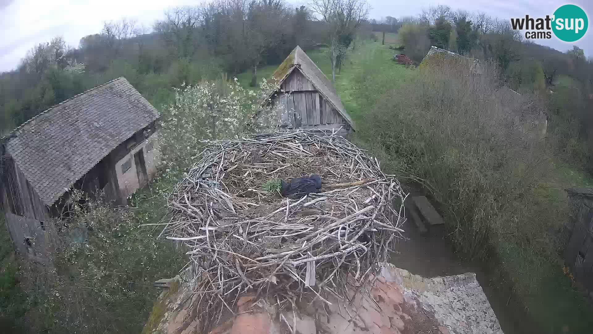 Village européen de cigognes webcam Parc naturel de Lonjsko polje