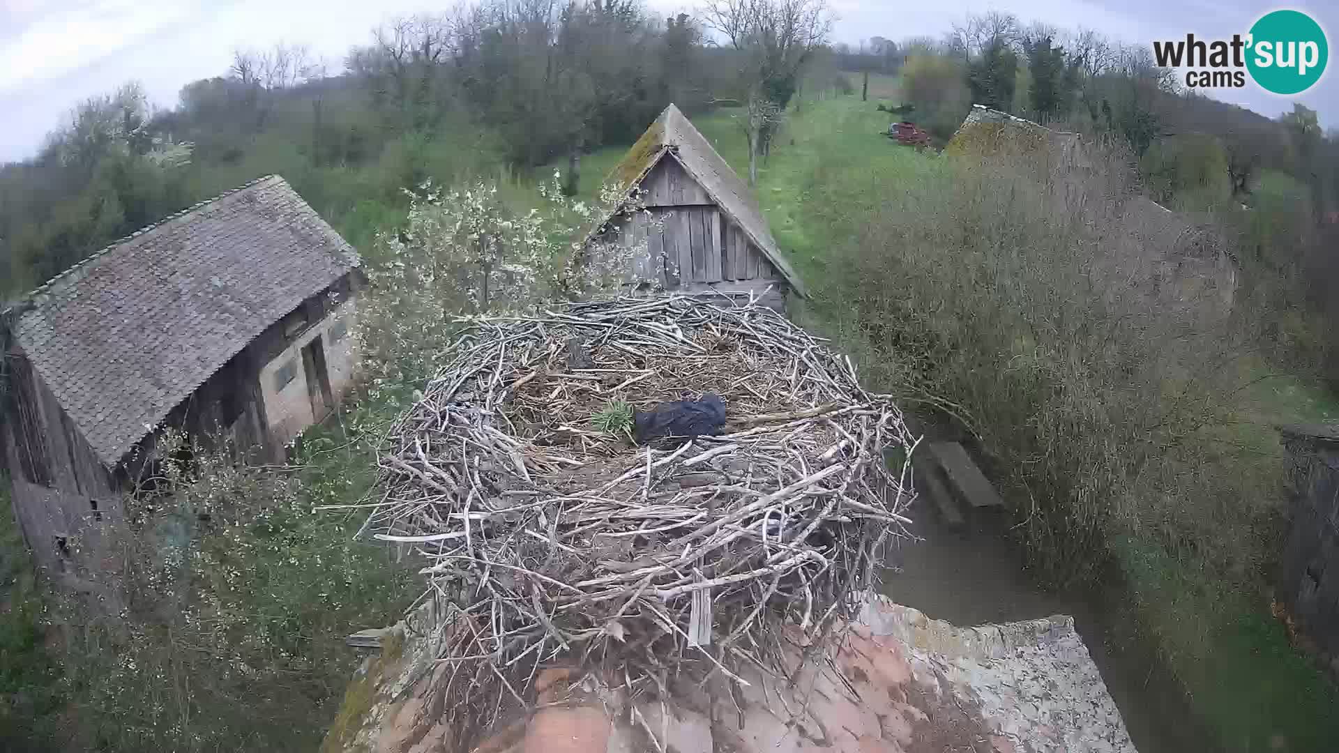 U živo Europsko selo roda – Park prirode Lonjsko polje