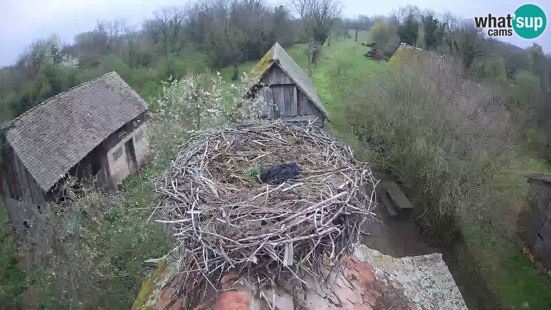 U živo Europsko selo roda – Park prirode Lonjsko polje