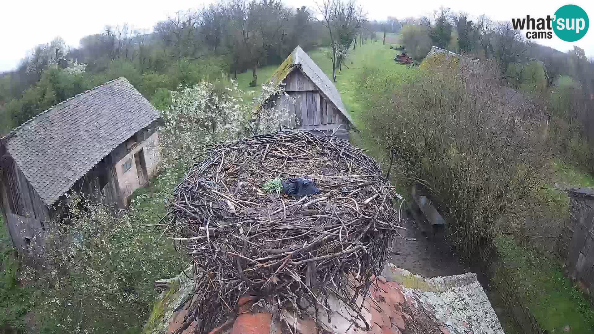Webcam Europäisches Storchendorf – Naturpark Lonjsko polje