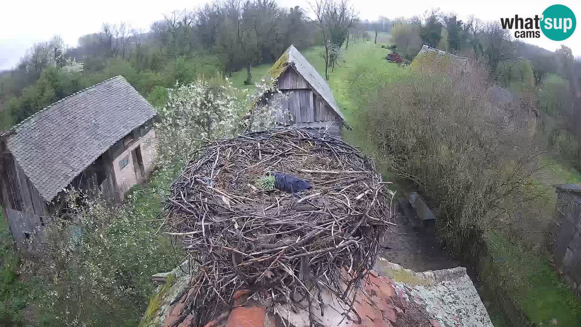 Webcam Europäisches Storchendorf – Naturpark Lonjsko polje
