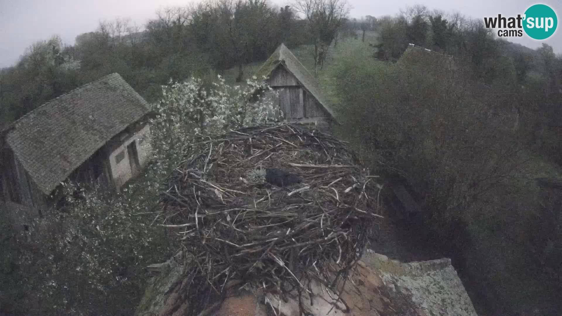 U živo Europsko selo roda – Park prirode Lonjsko polje