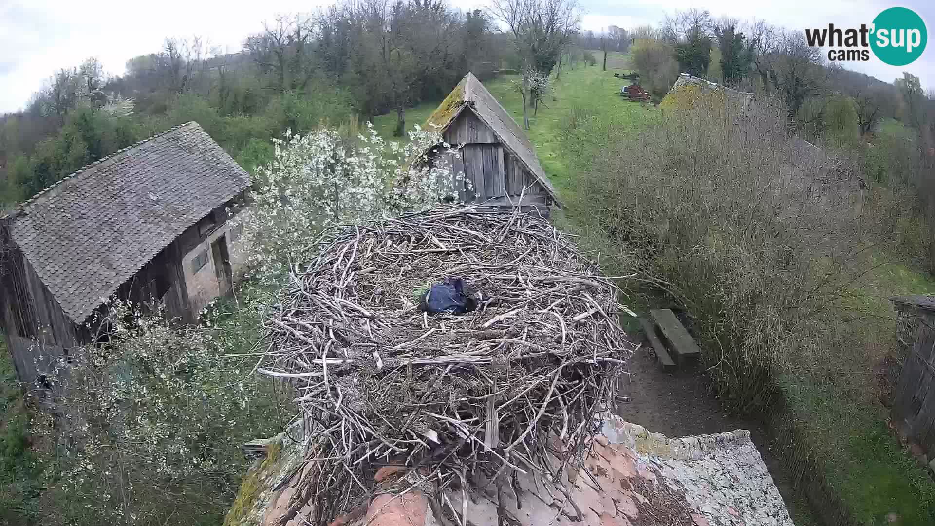 Webcam Europäisches Storchendorf – Naturpark Lonjsko polje