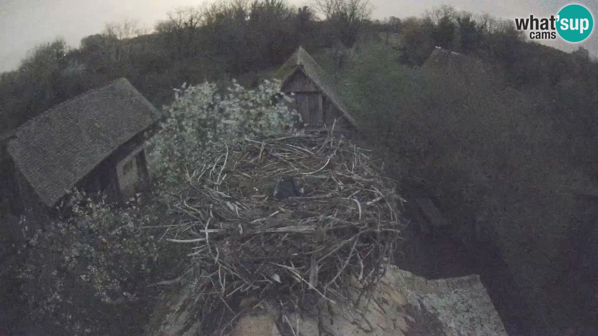 Villaggio delle cicogne europee webcam Parco naturale di Lonjsko polje