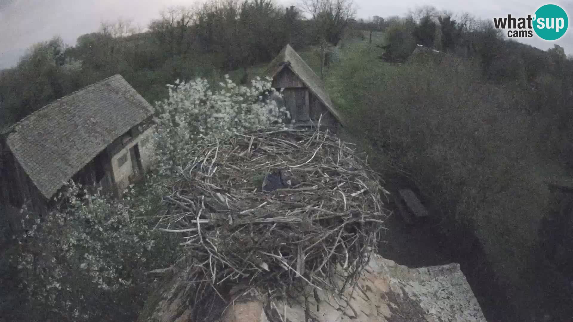 Villaggio delle cicogne europee webcam Parco naturale di Lonjsko polje