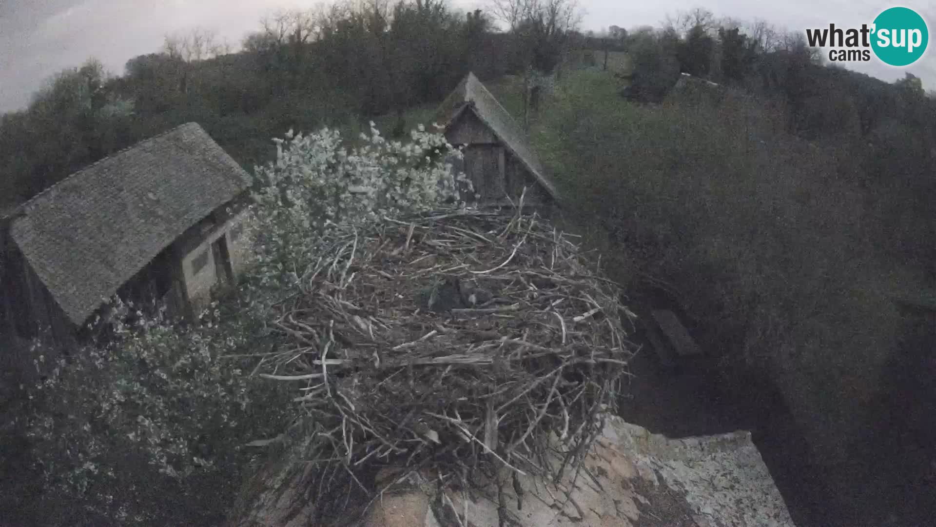 Pueblo europeo de cigüeñas camera en vivo Parque Natural Lonjsko polje