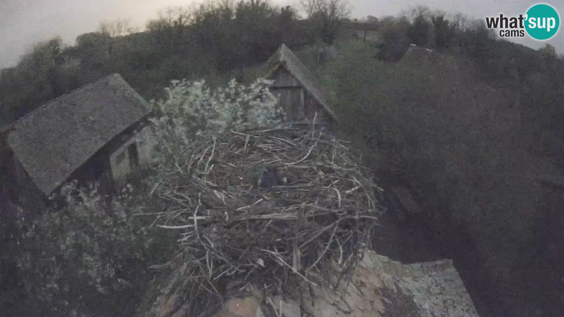Pueblo europeo de cigüeñas camera en vivo Parque Natural Lonjsko polje