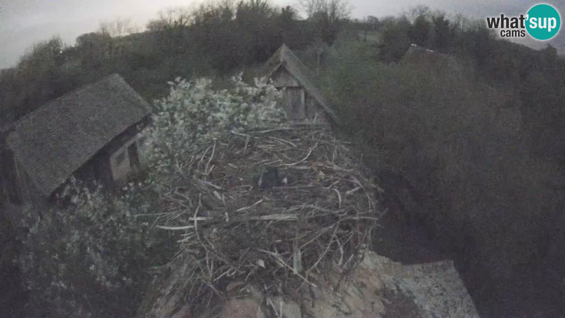 Webcam Europäisches Storchendorf – Naturpark Lonjsko polje
