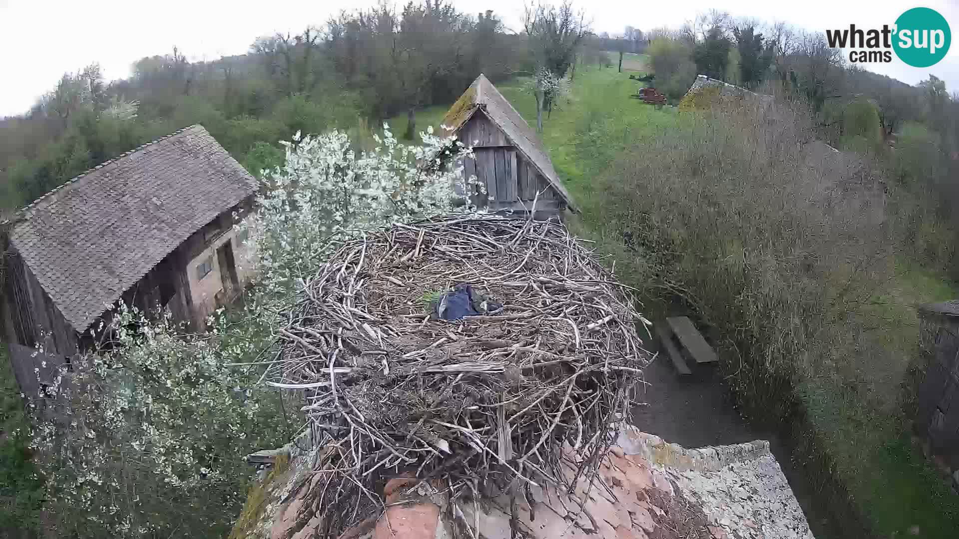 Webcam Europäisches Storchendorf – Naturpark Lonjsko polje