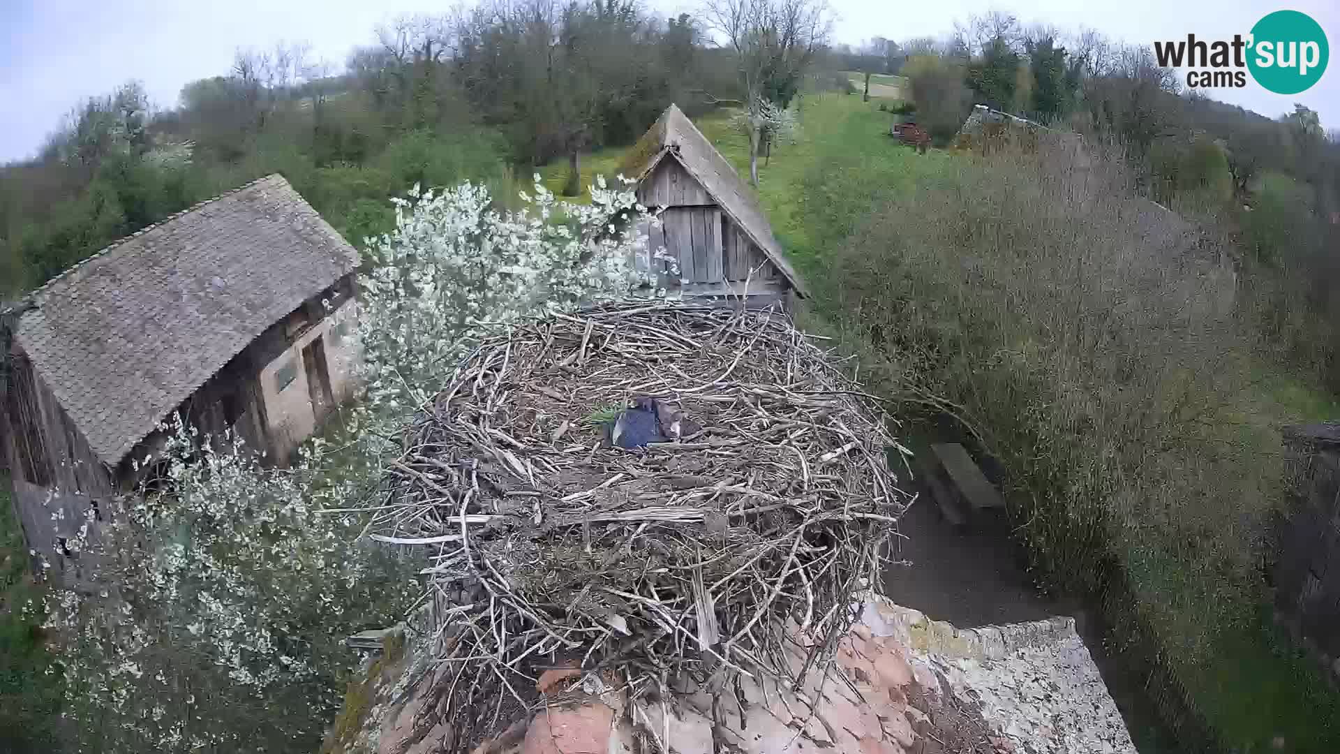 Village européen de cigognes webcam Parc naturel de Lonjsko polje