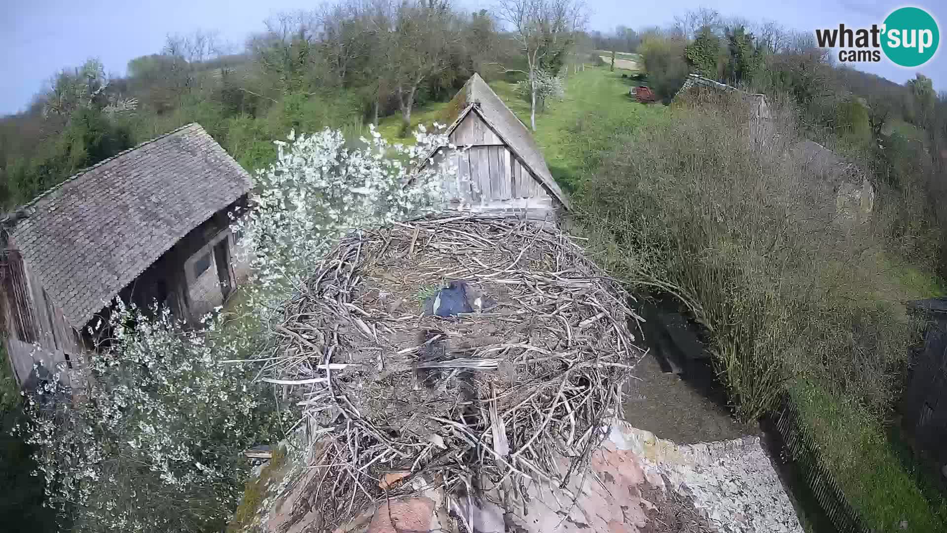 U živo Europsko selo roda – Park prirode Lonjsko polje