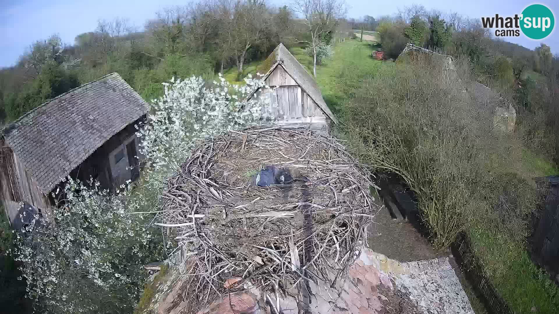 Village européen de cigognes webcam Parc naturel de Lonjsko polje
