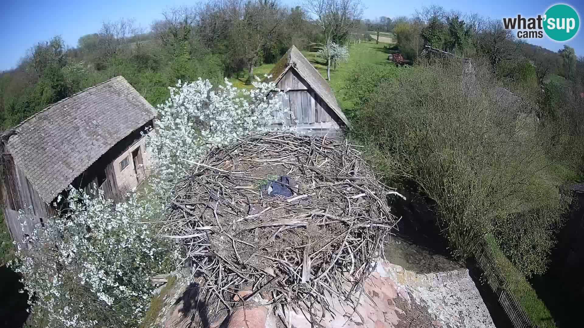 U živo Europsko selo roda – Park prirode Lonjsko polje