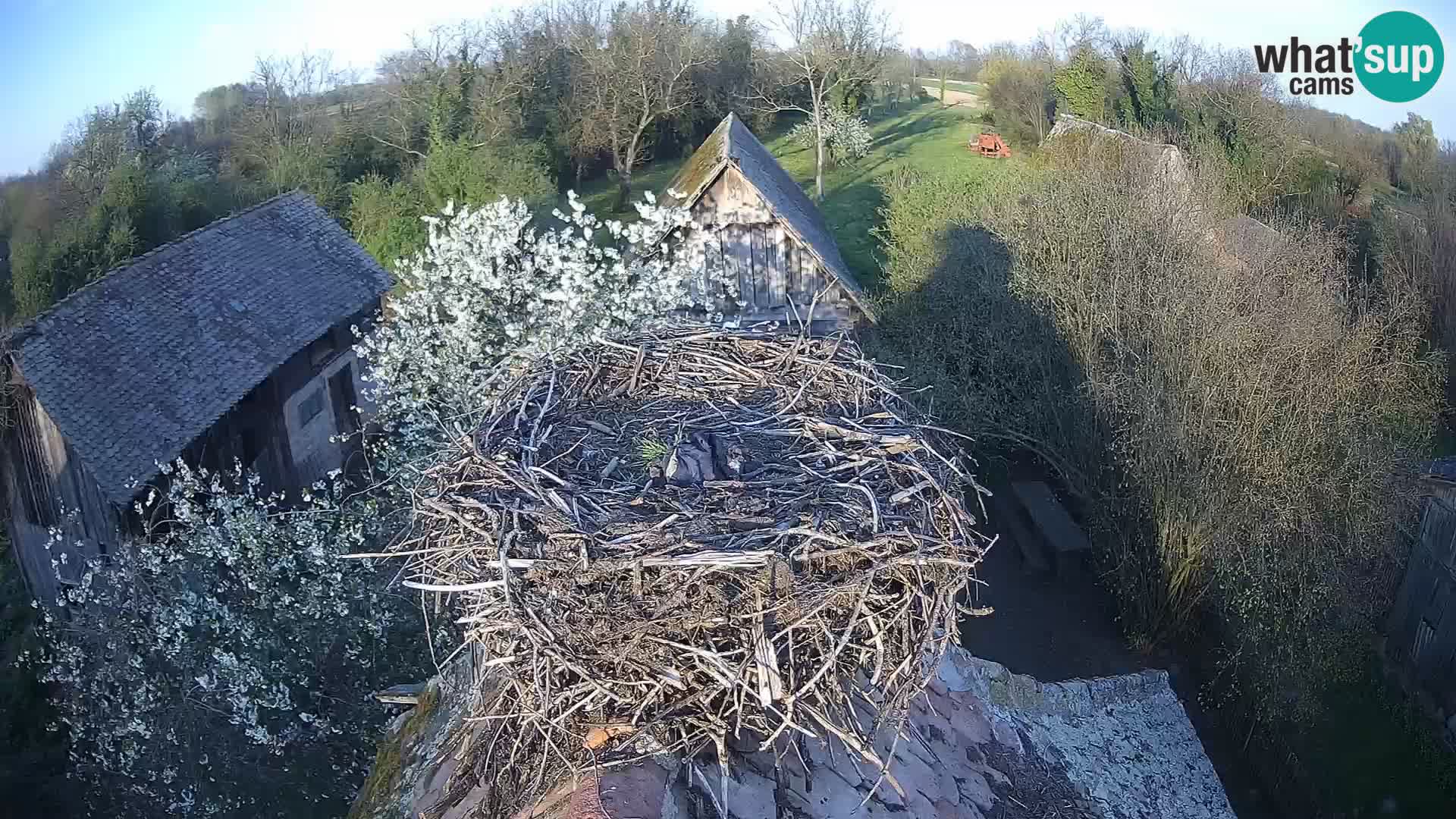 U živo Europsko selo roda – Park prirode Lonjsko polje