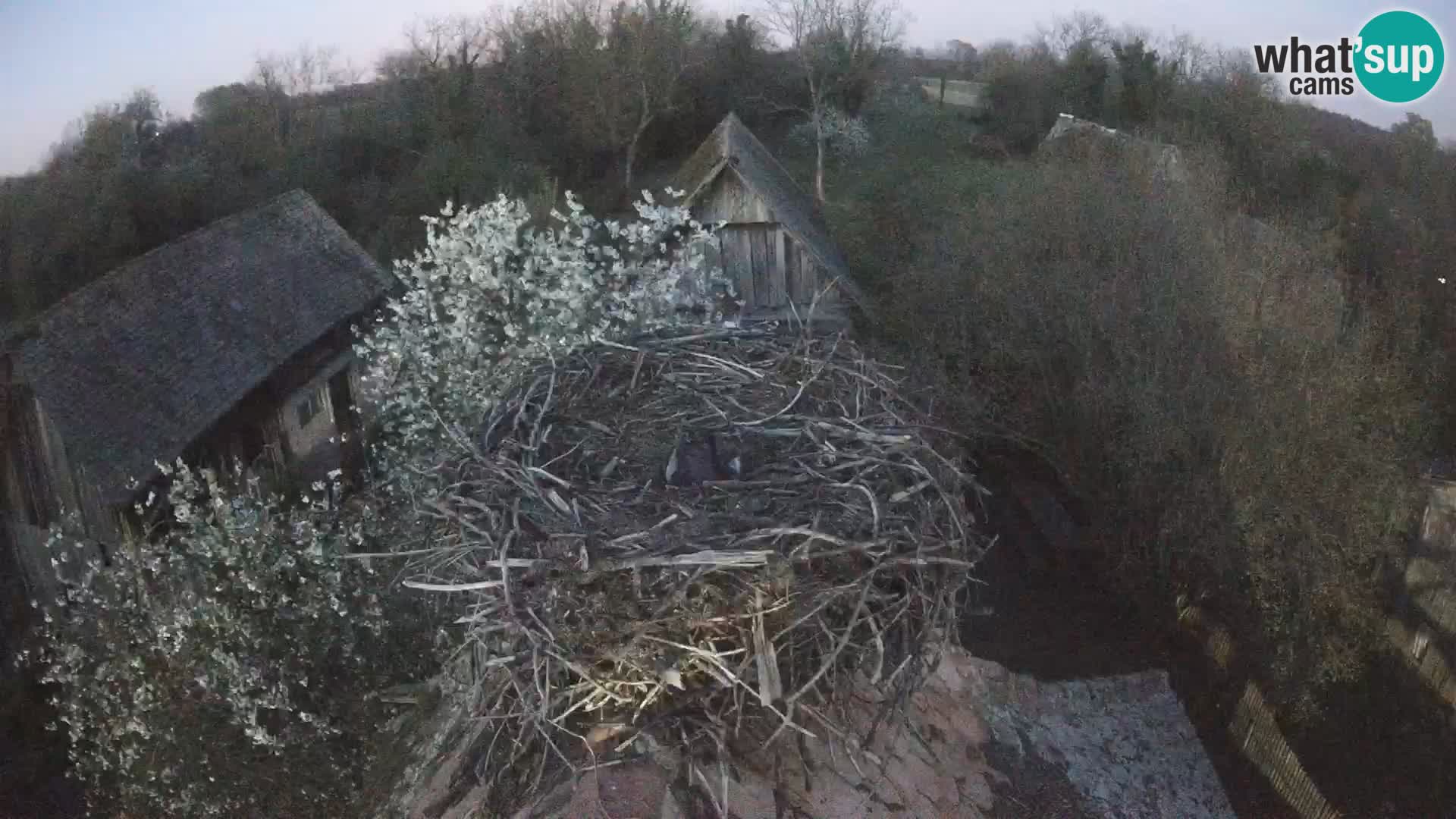 U živo Europsko selo roda – Park prirode Lonjsko polje