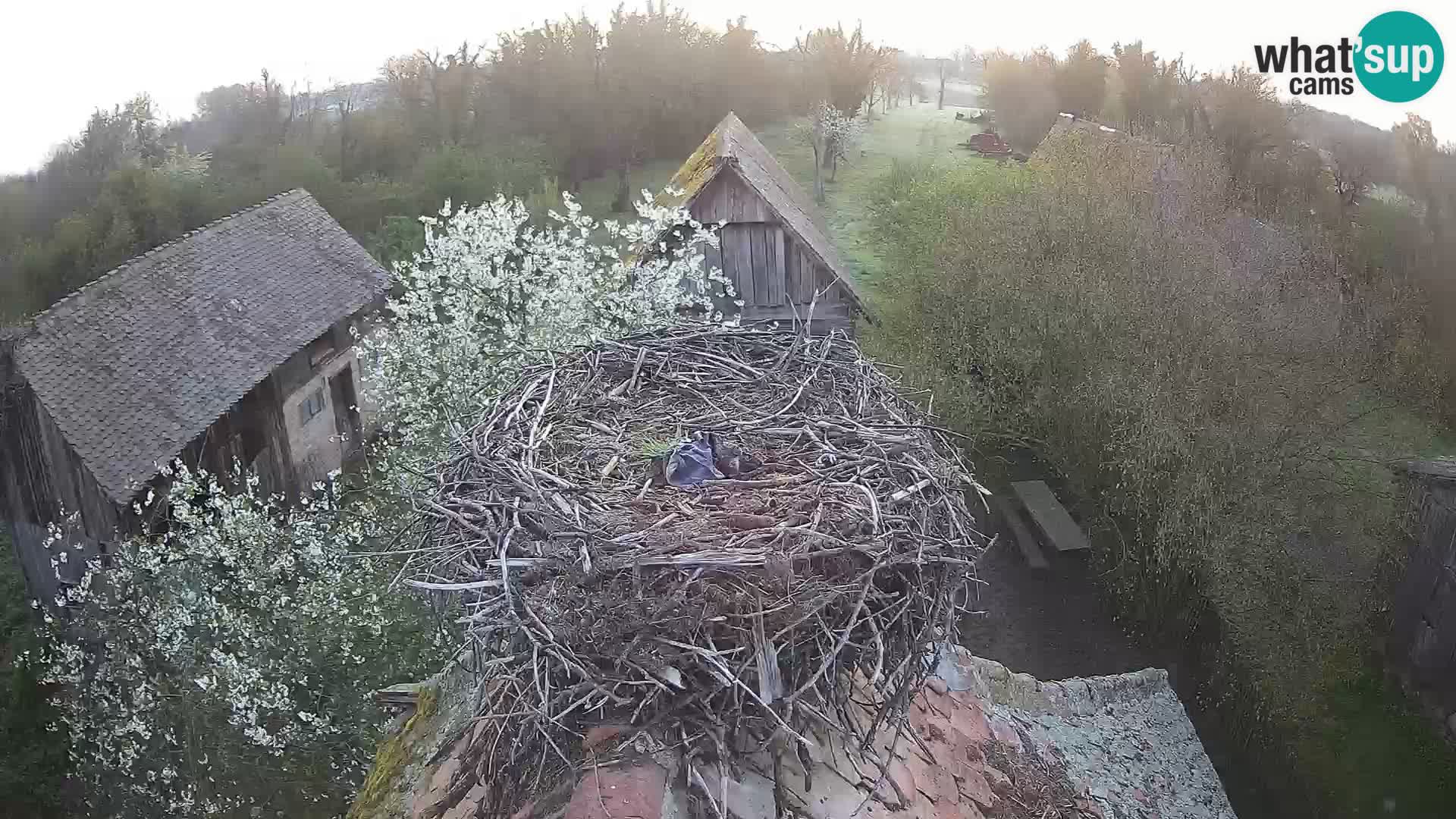 U živo Europsko selo roda – Park prirode Lonjsko polje
