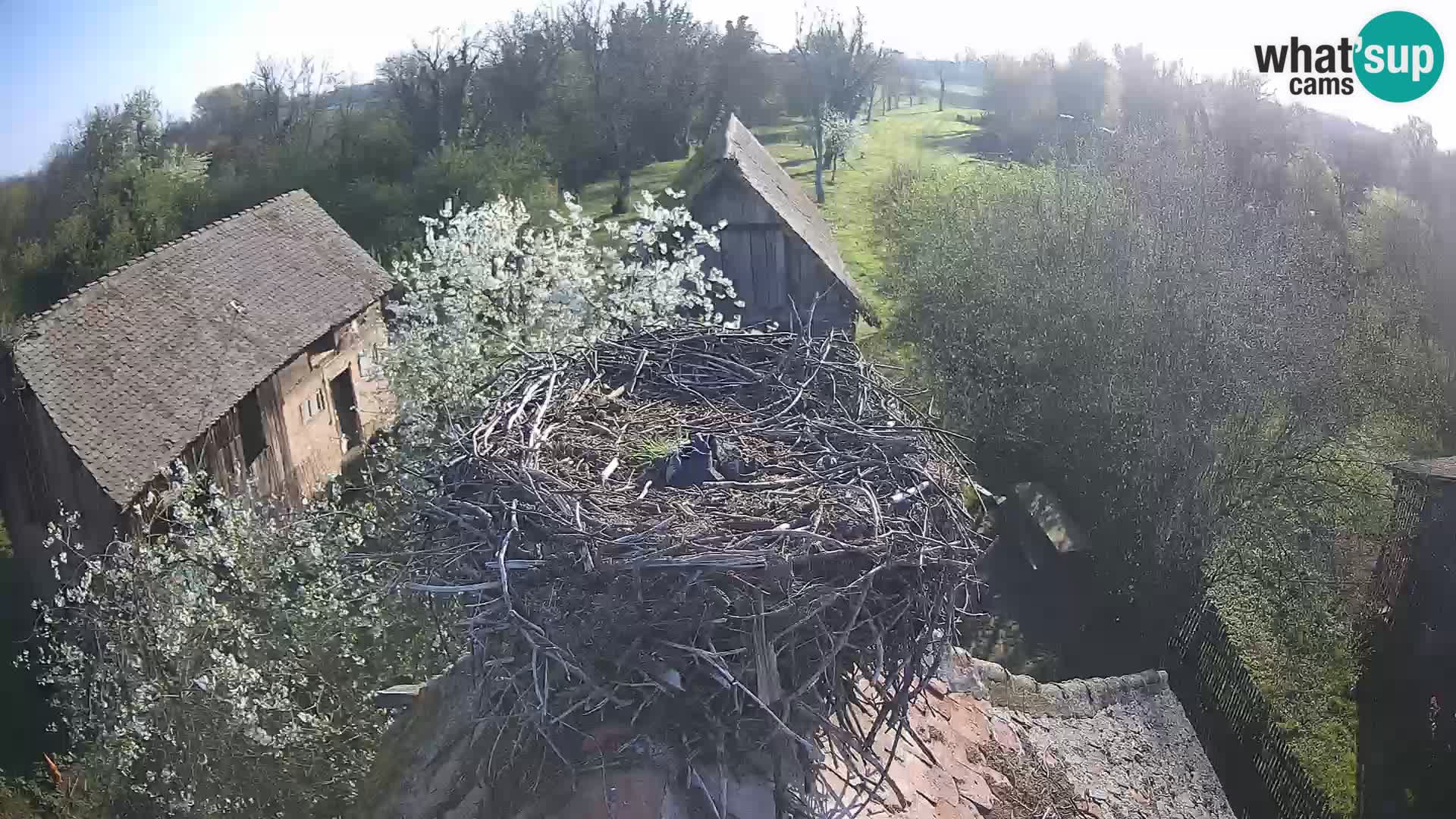 U živo Europsko selo roda – Park prirode Lonjsko polje
