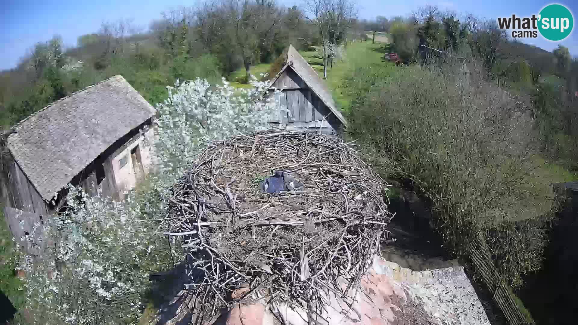 Evropska vas štorklje – Krajinski park Lonjsko polje spletna kamera
