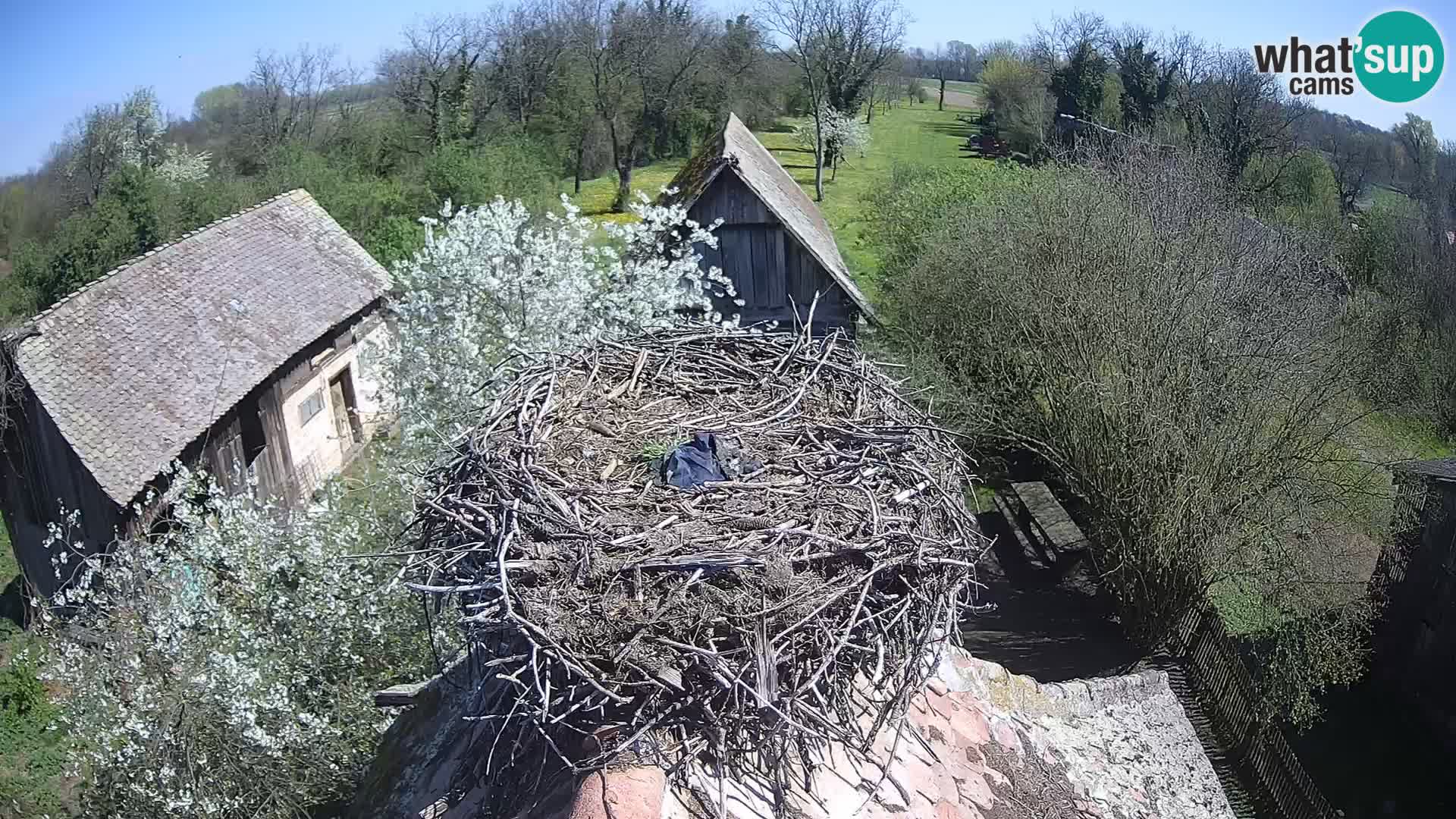 Live webcam European stork village – Lonjsko polje Nature Park