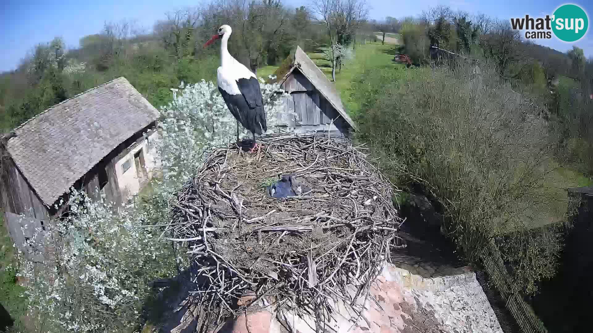 Evropska vas štorklje – Krajinski park Lonjsko polje spletna kamera