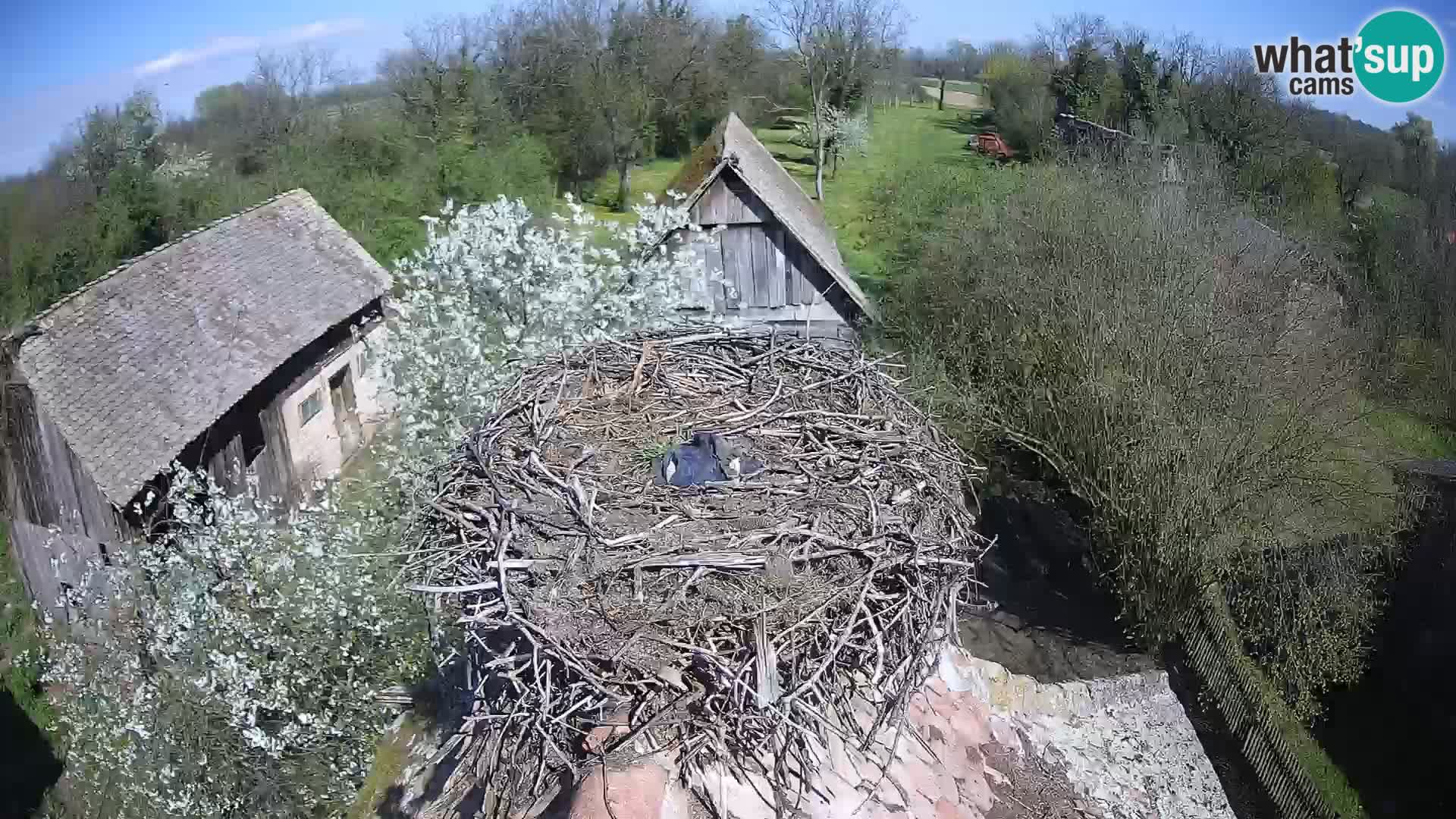 U živo Europsko selo roda – Park prirode Lonjsko polje