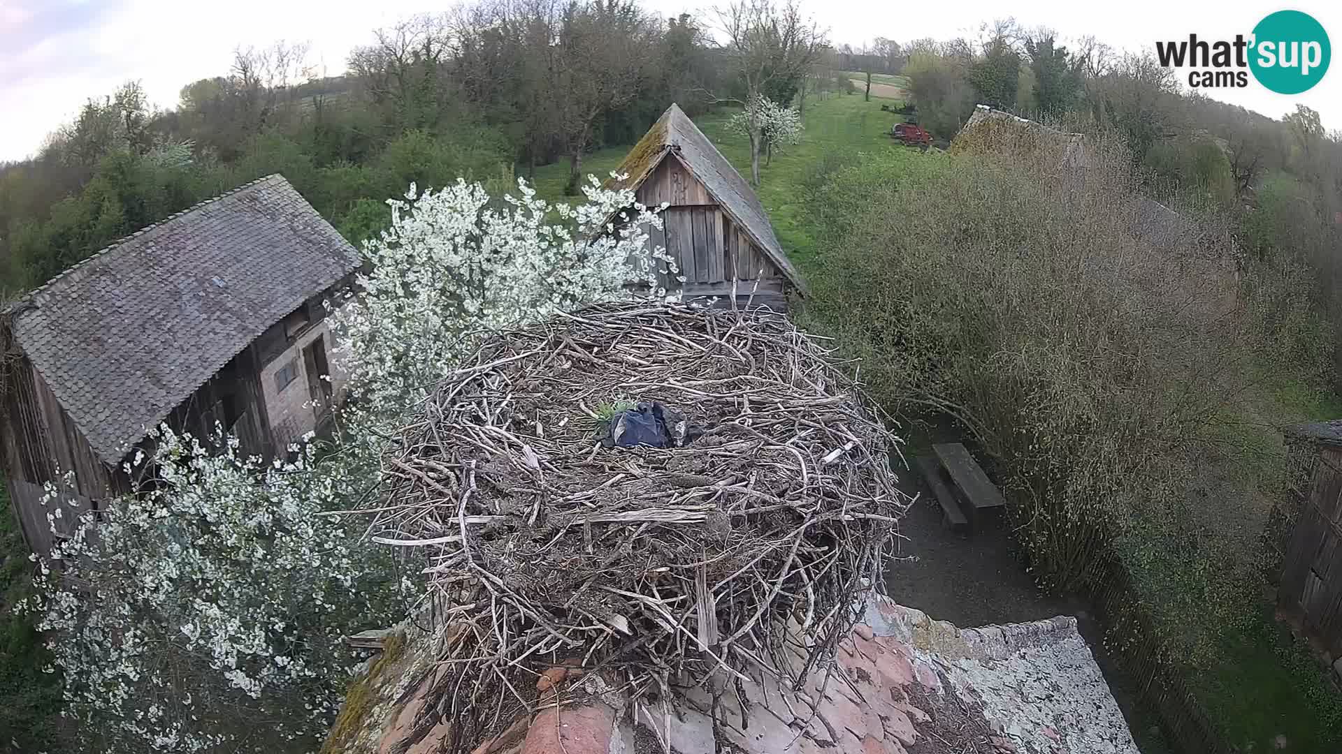 Live webcam European stork village – Lonjsko polje Nature Park