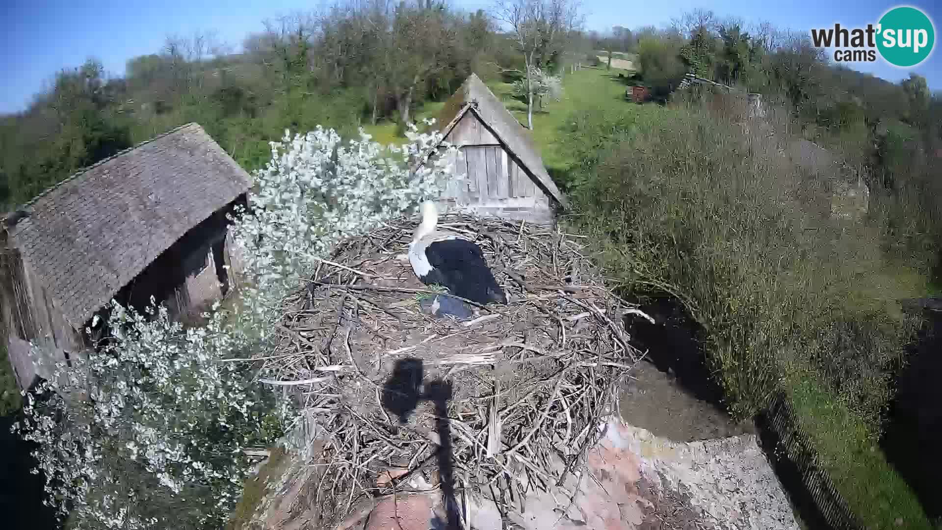 Pueblo europeo de cigüeñas camera en vivo Parque Natural Lonjsko polje