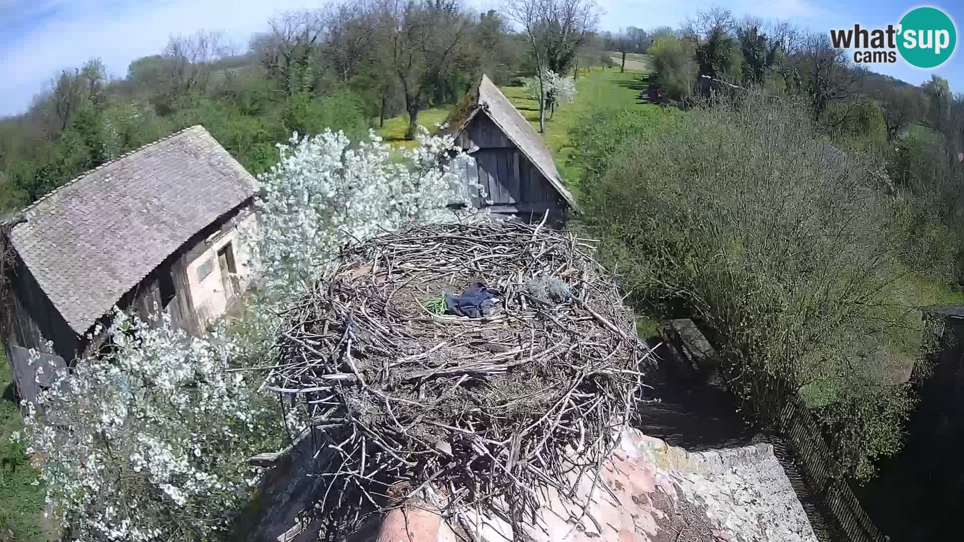 U živo Europsko selo roda – Park prirode Lonjsko polje