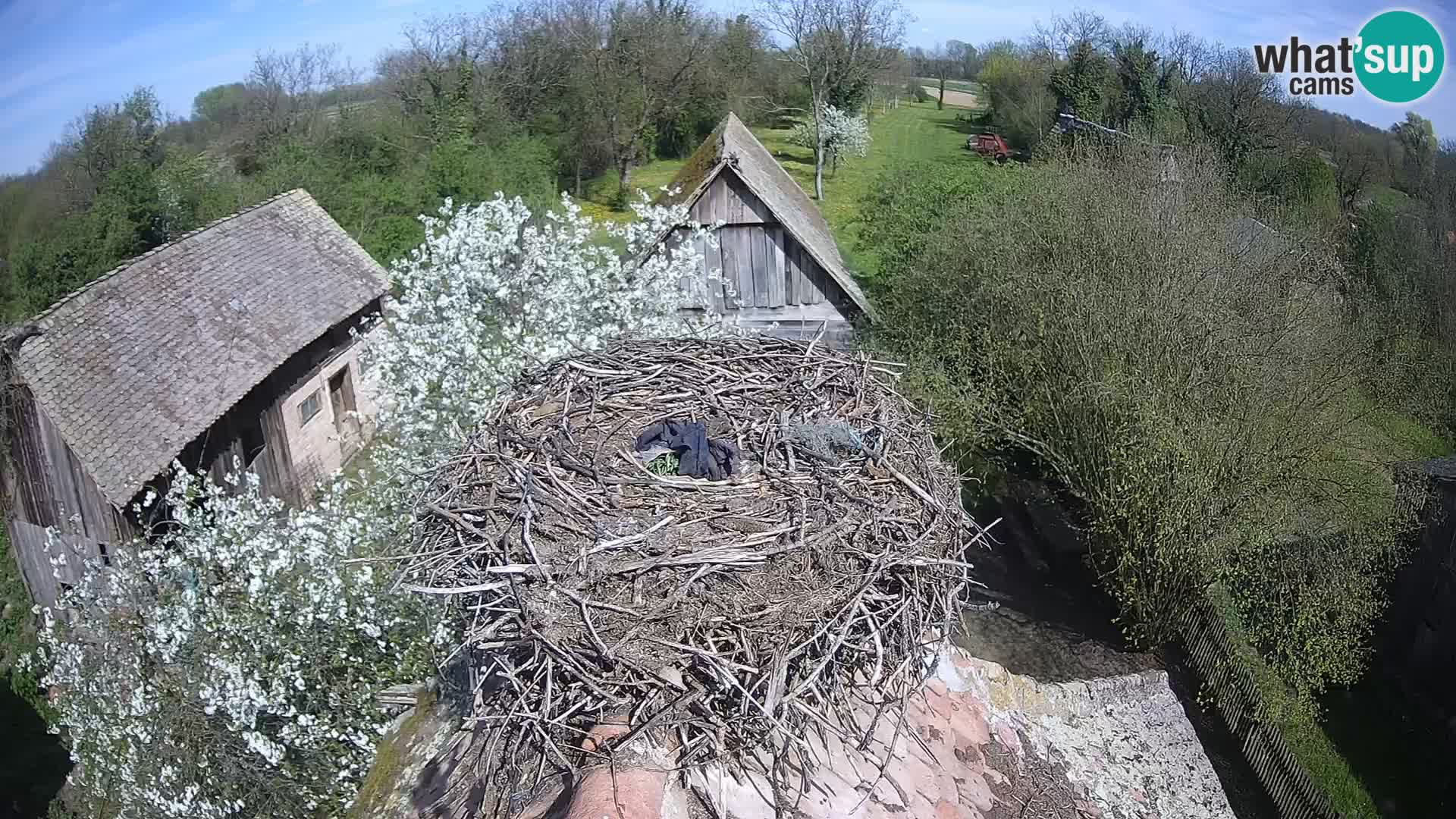 U živo Europsko selo roda – Park prirode Lonjsko polje