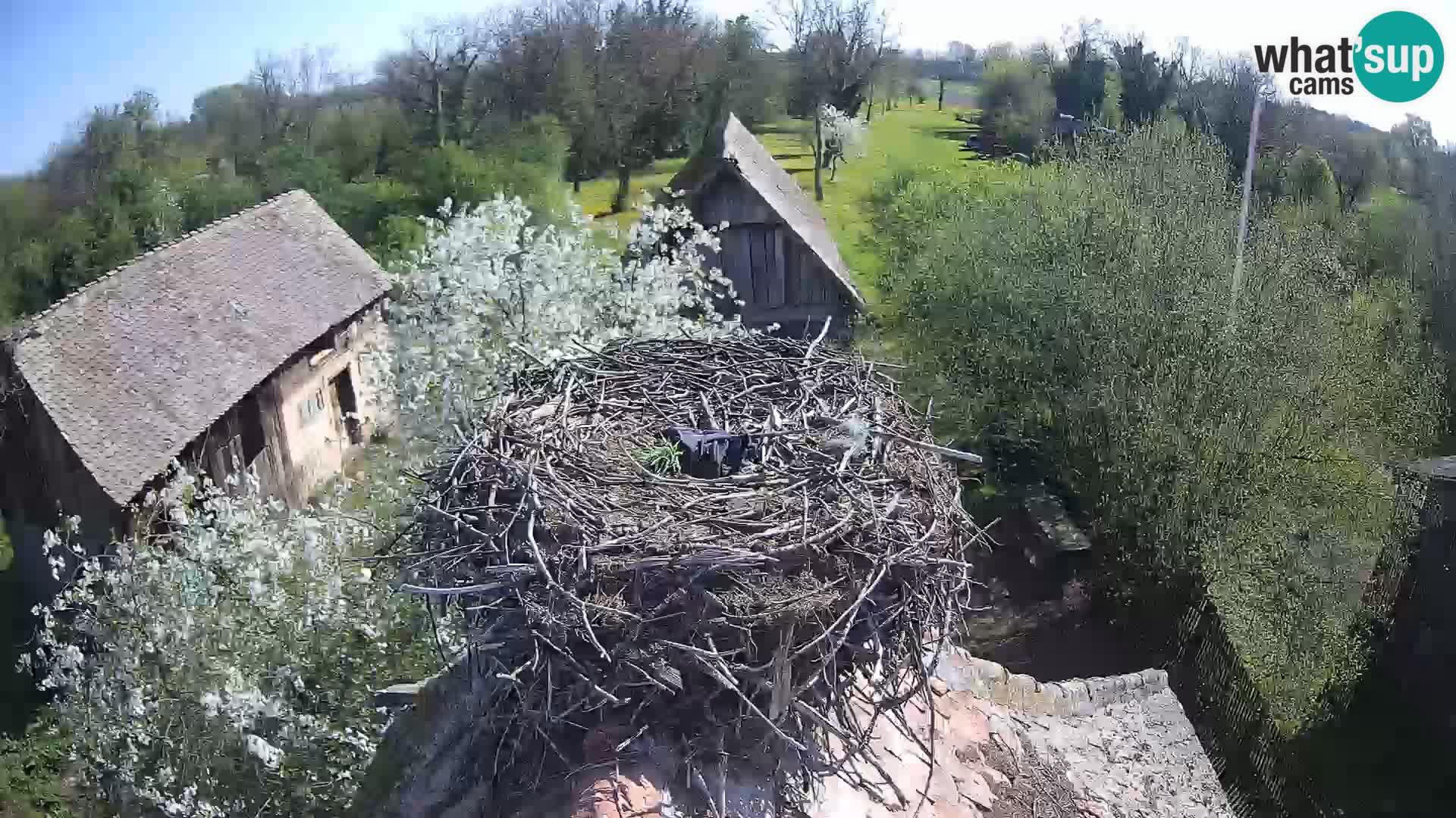 U živo Europsko selo roda – Park prirode Lonjsko polje