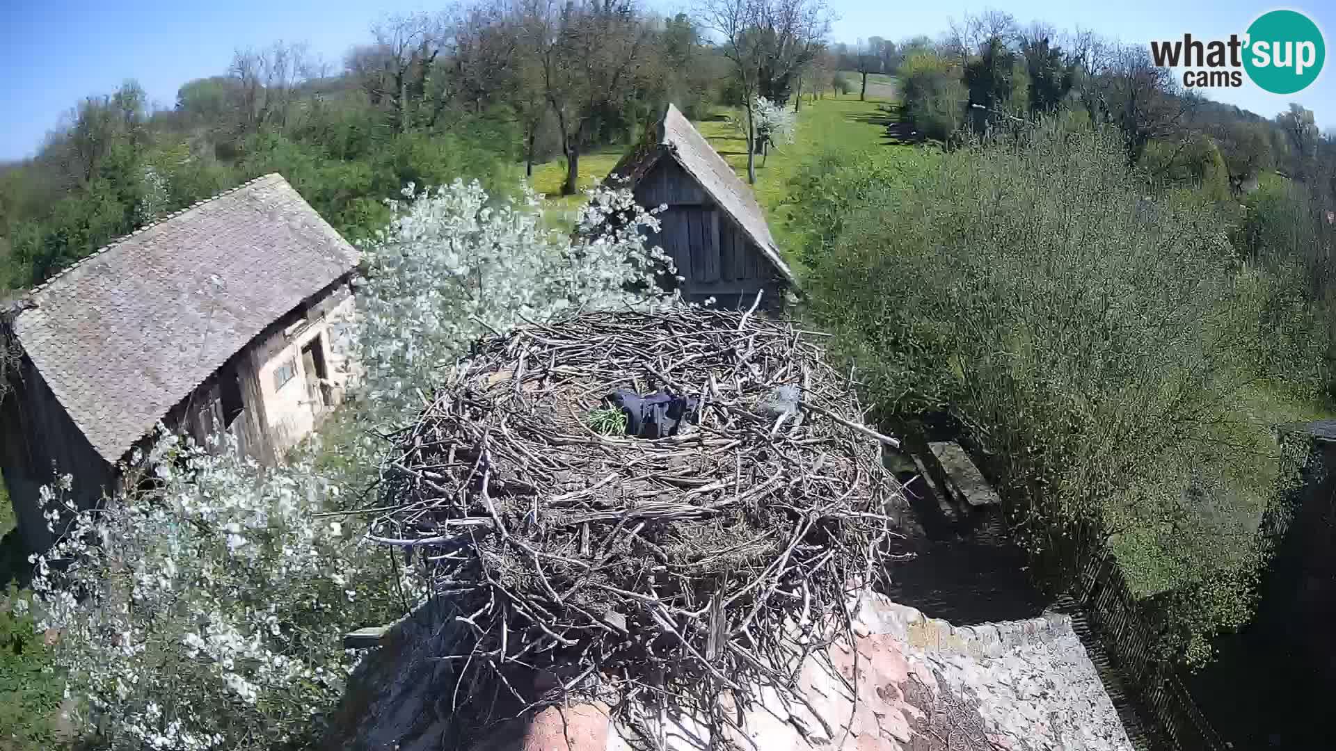 Pueblo europeo de cigüeñas camera en vivo Parque Natural Lonjsko polje