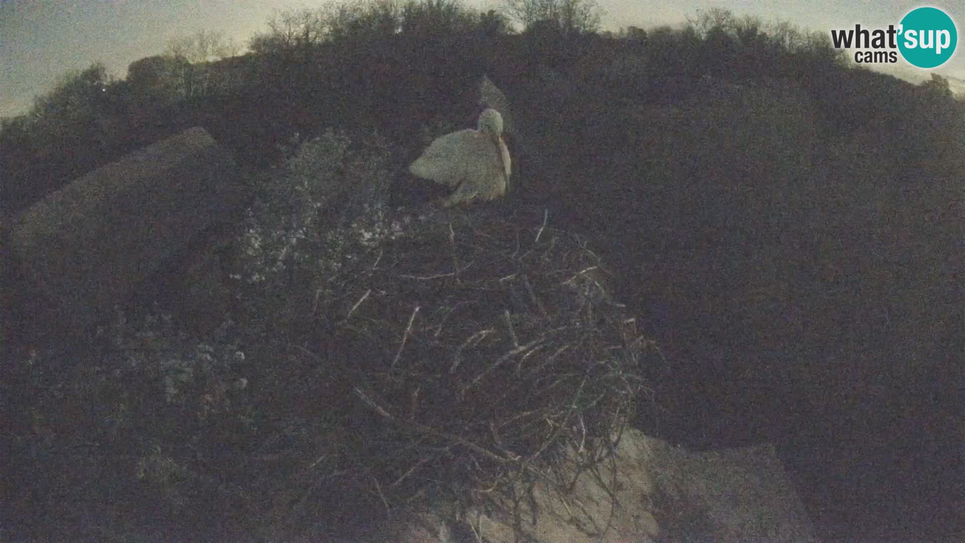 Webcam Europäisches Storchendorf – Naturpark Lonjsko polje