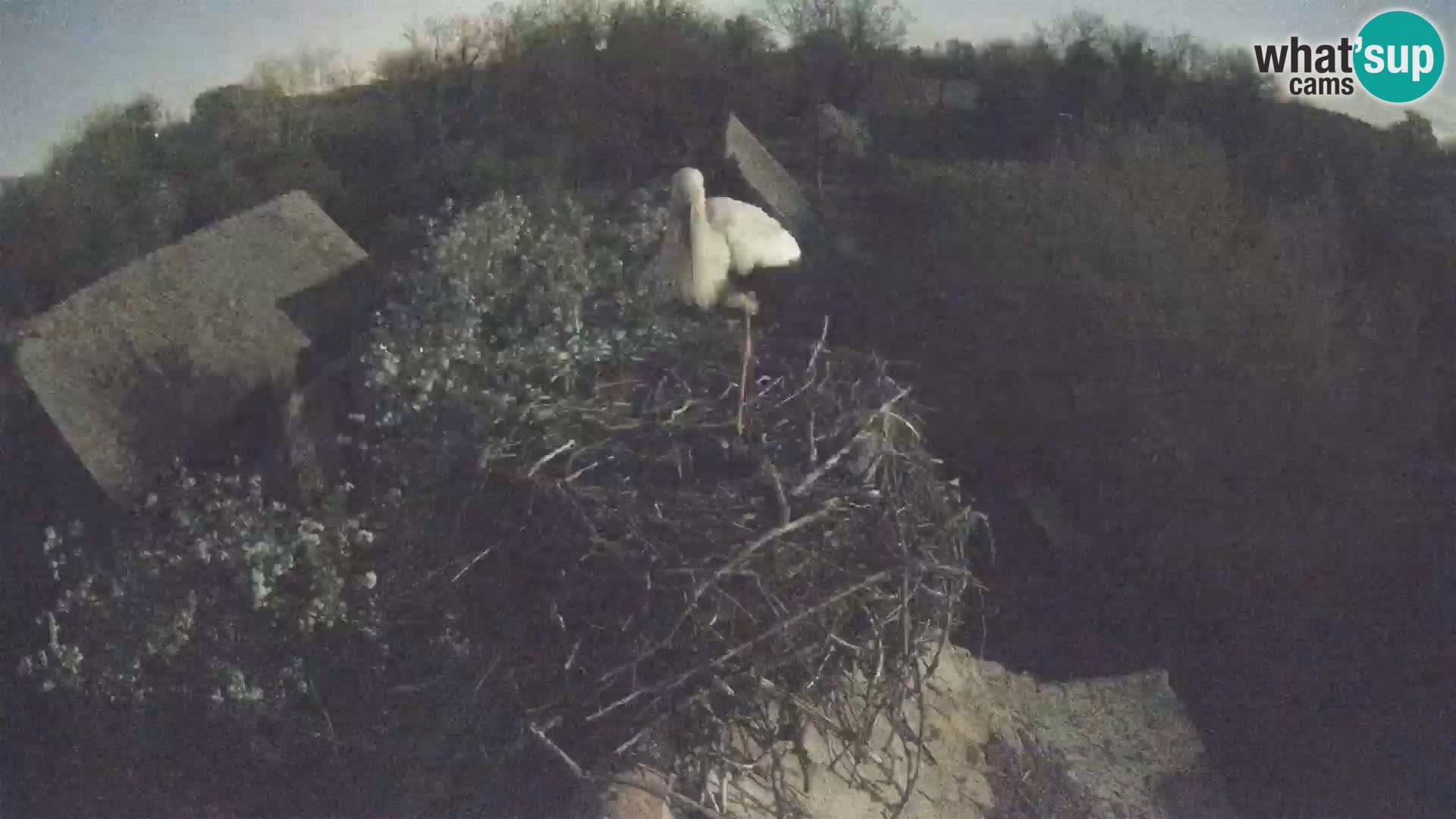 Webcam Europäisches Storchendorf – Naturpark Lonjsko polje