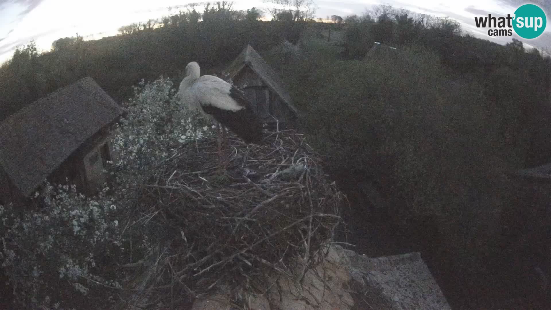 Evropska vas štorklje – Krajinski park Lonjsko polje spletna kamera