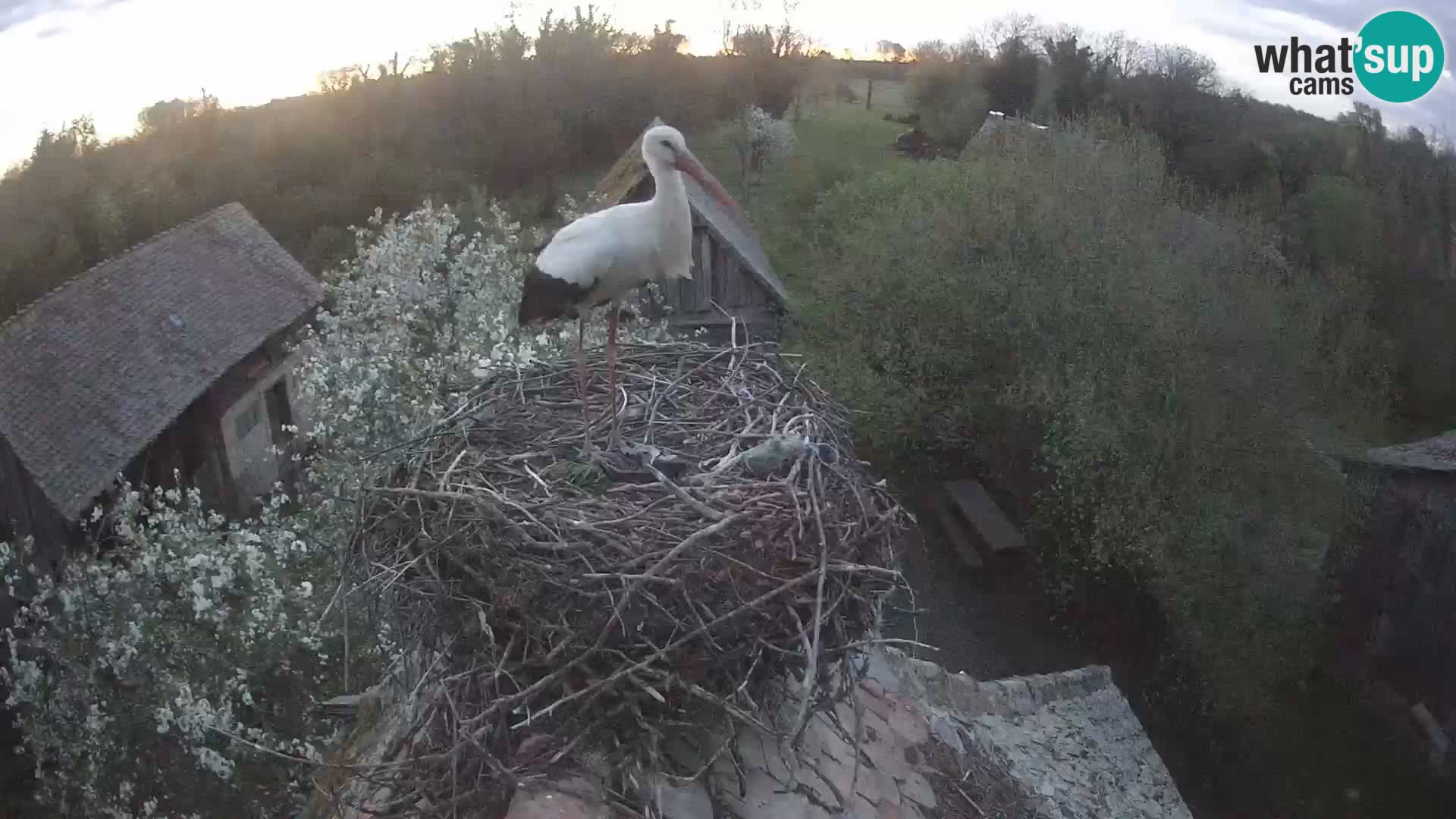 U živo Europsko selo roda – Park prirode Lonjsko polje