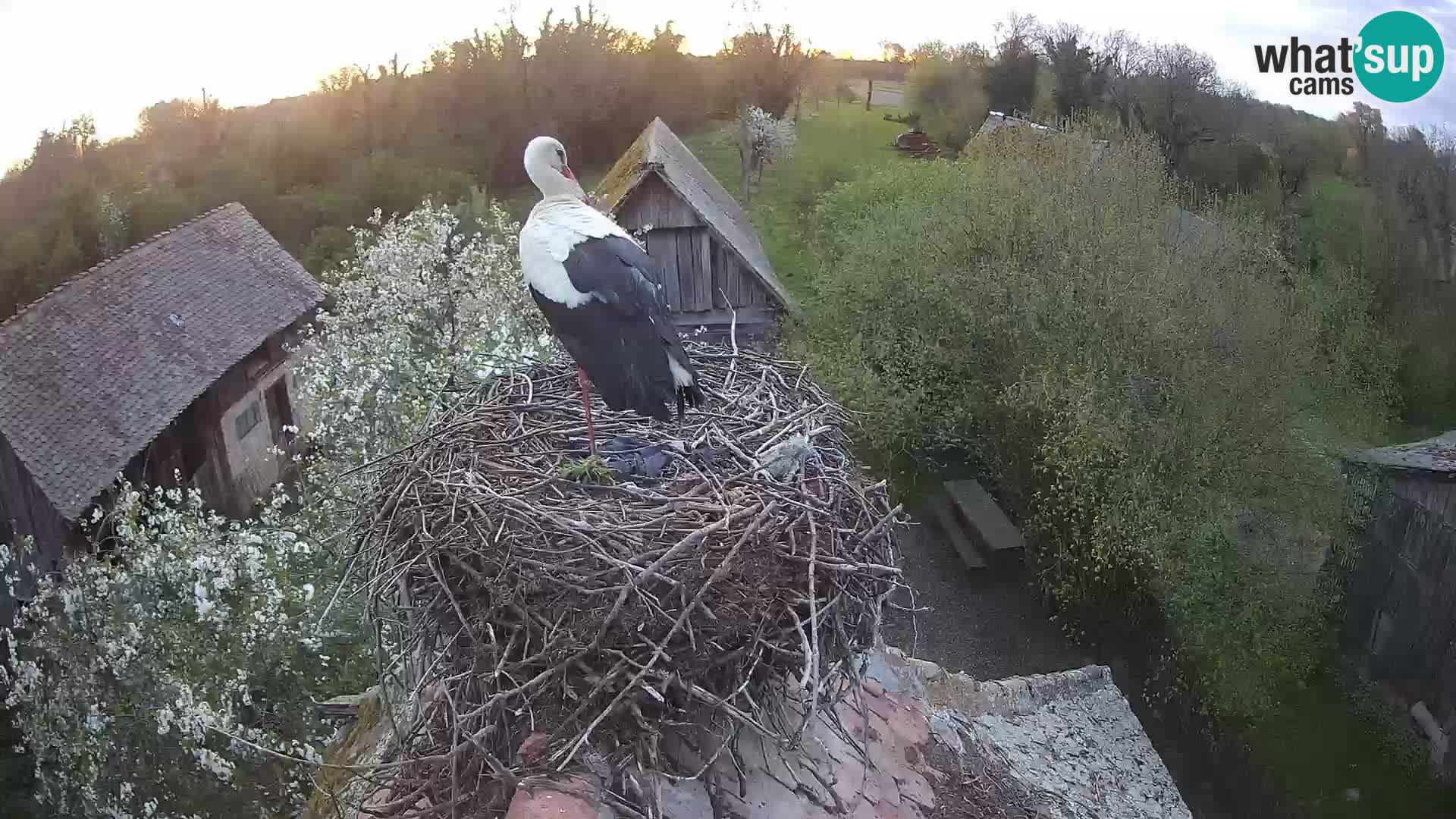 Webcam Europäisches Storchendorf – Naturpark Lonjsko polje