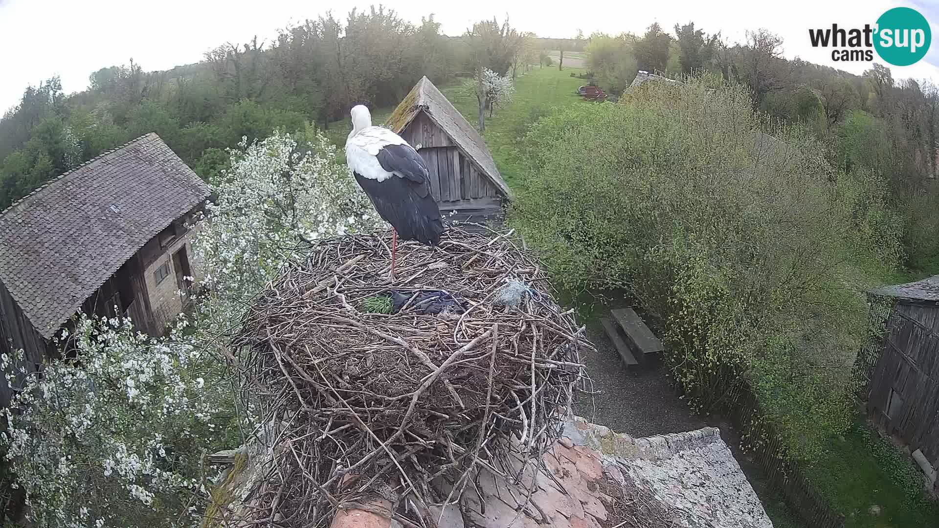 Pueblo europeo de cigüeñas camera en vivo Parque Natural Lonjsko polje