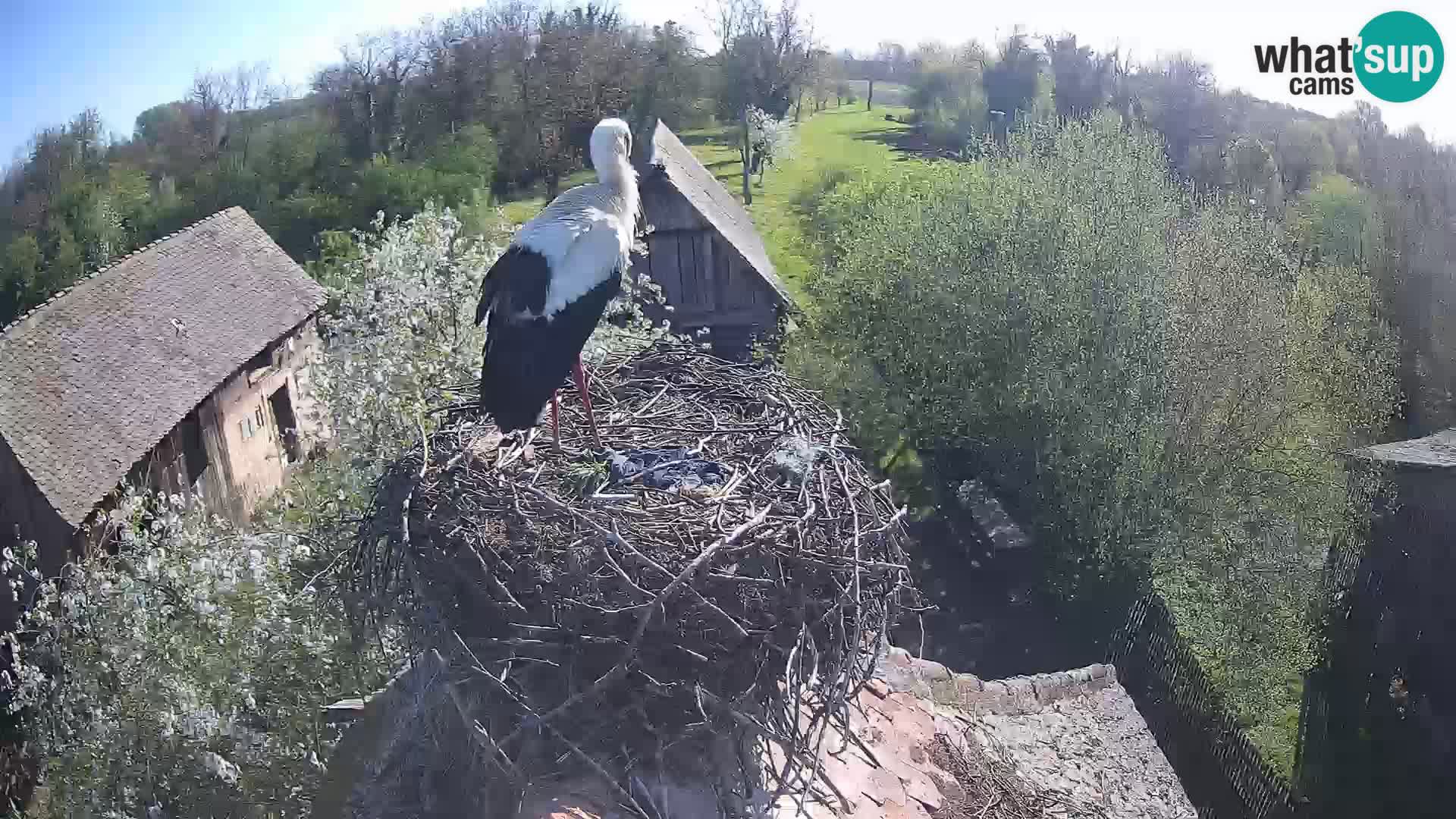 Pueblo europeo de cigüeñas camera en vivo Parque Natural Lonjsko polje