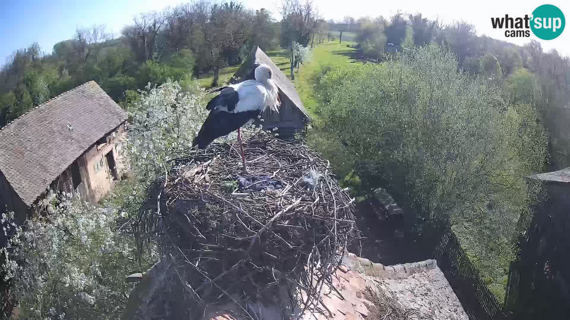 Evropska vas štorklje – Krajinski park Lonjsko polje spletna kamera