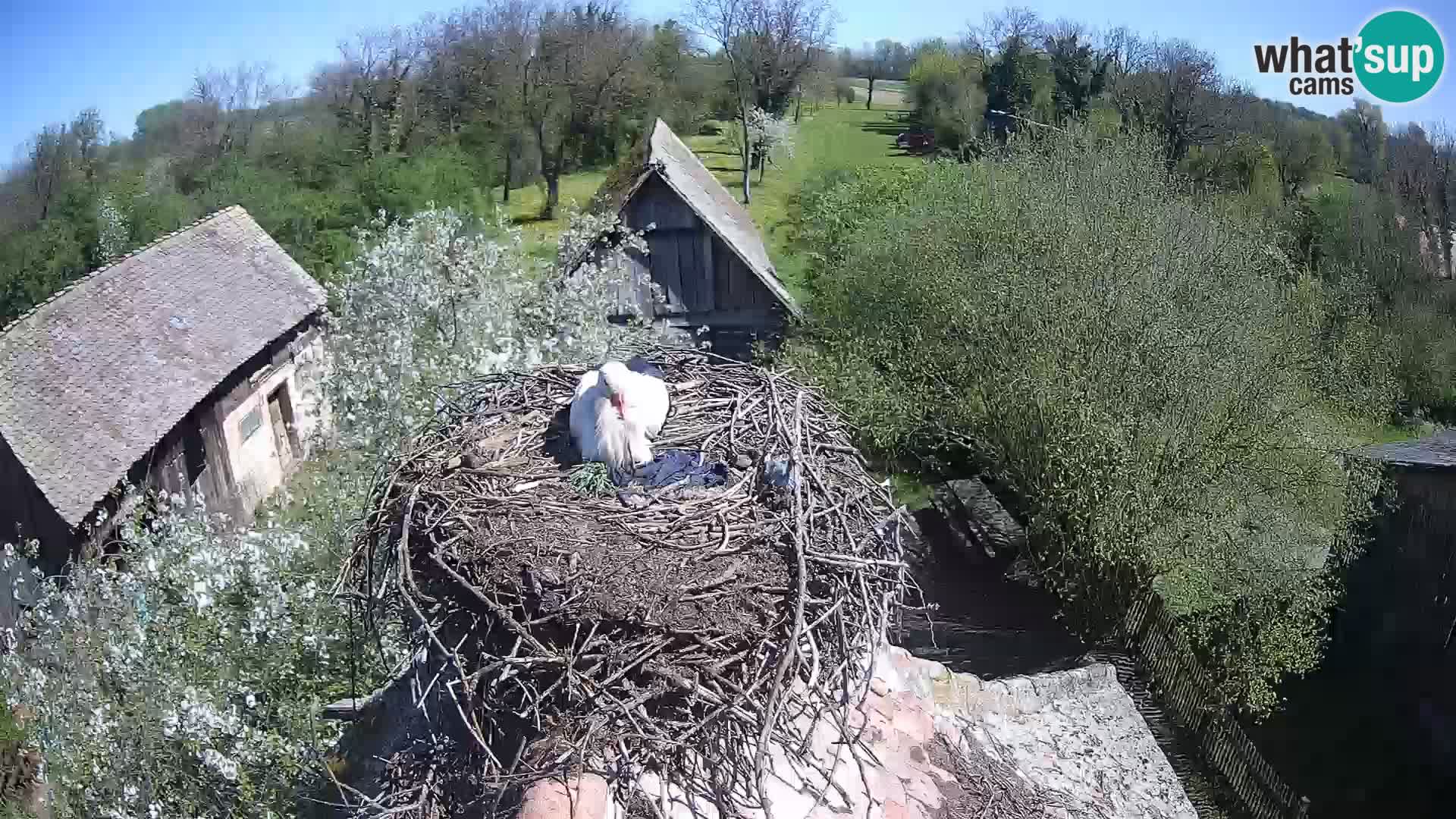 U živo Europsko selo roda – Park prirode Lonjsko polje